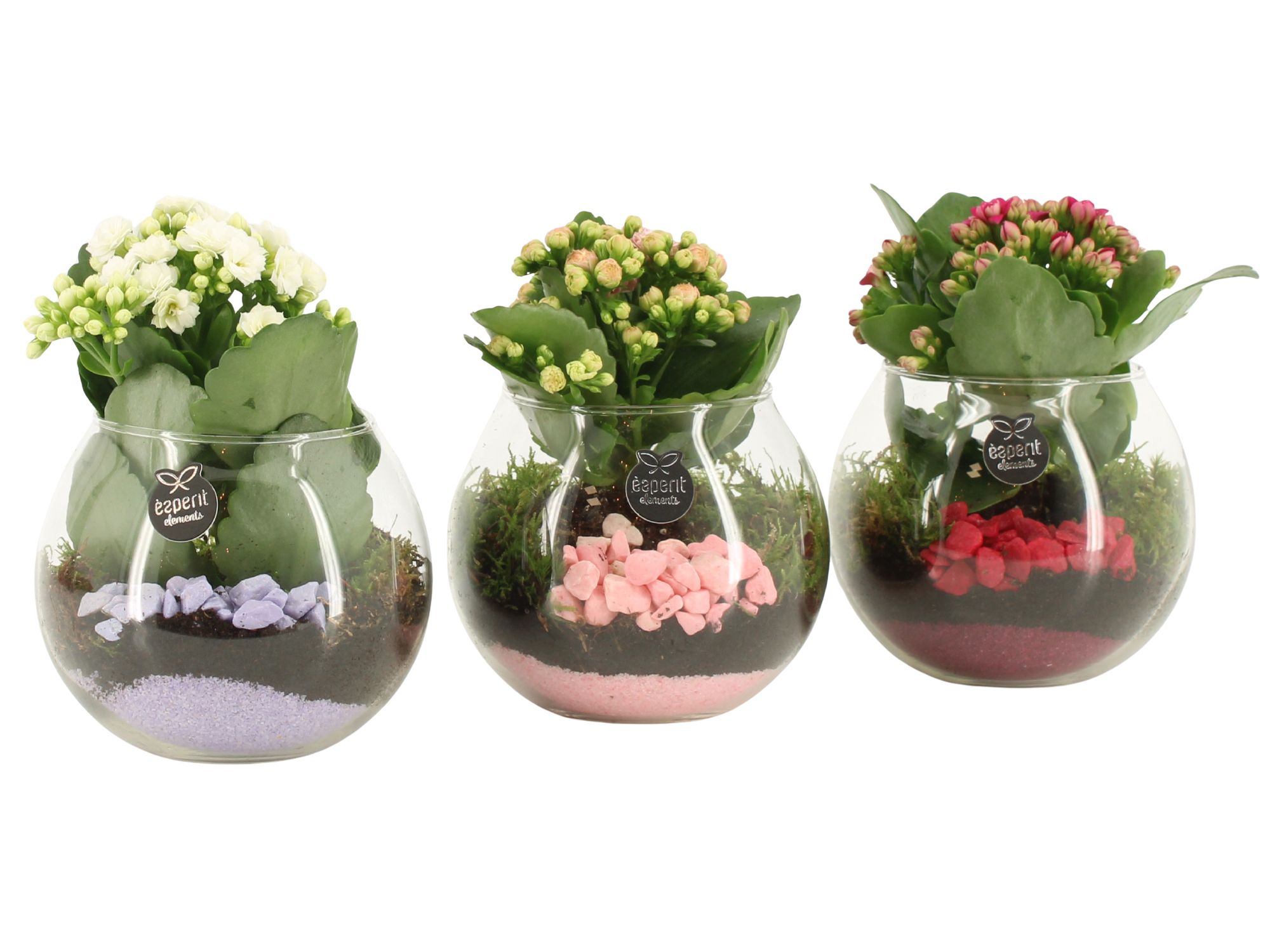 21863: Lovess arrangement, D 12