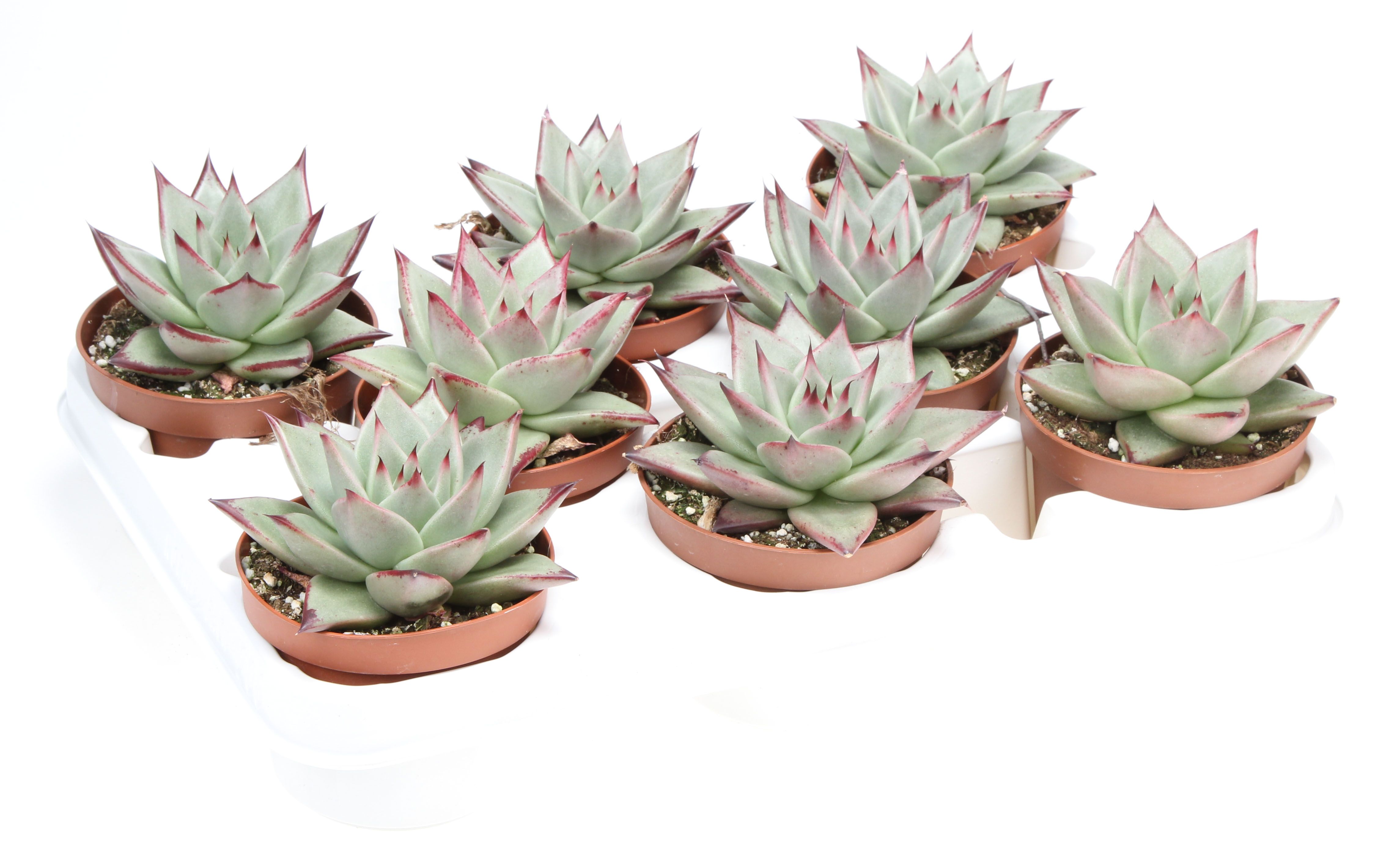 Echeveria silver star, D 10,5