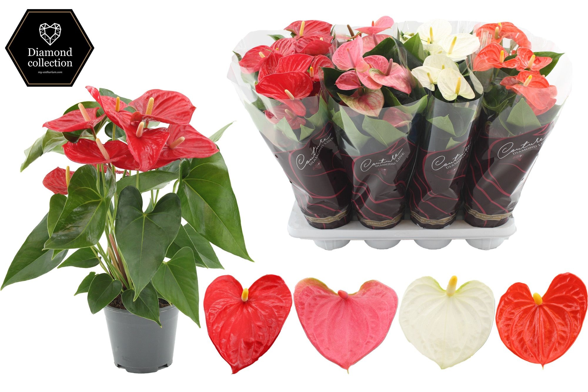 Anthurium 14 cm 4 color mix - Diamond Hoes, D 14