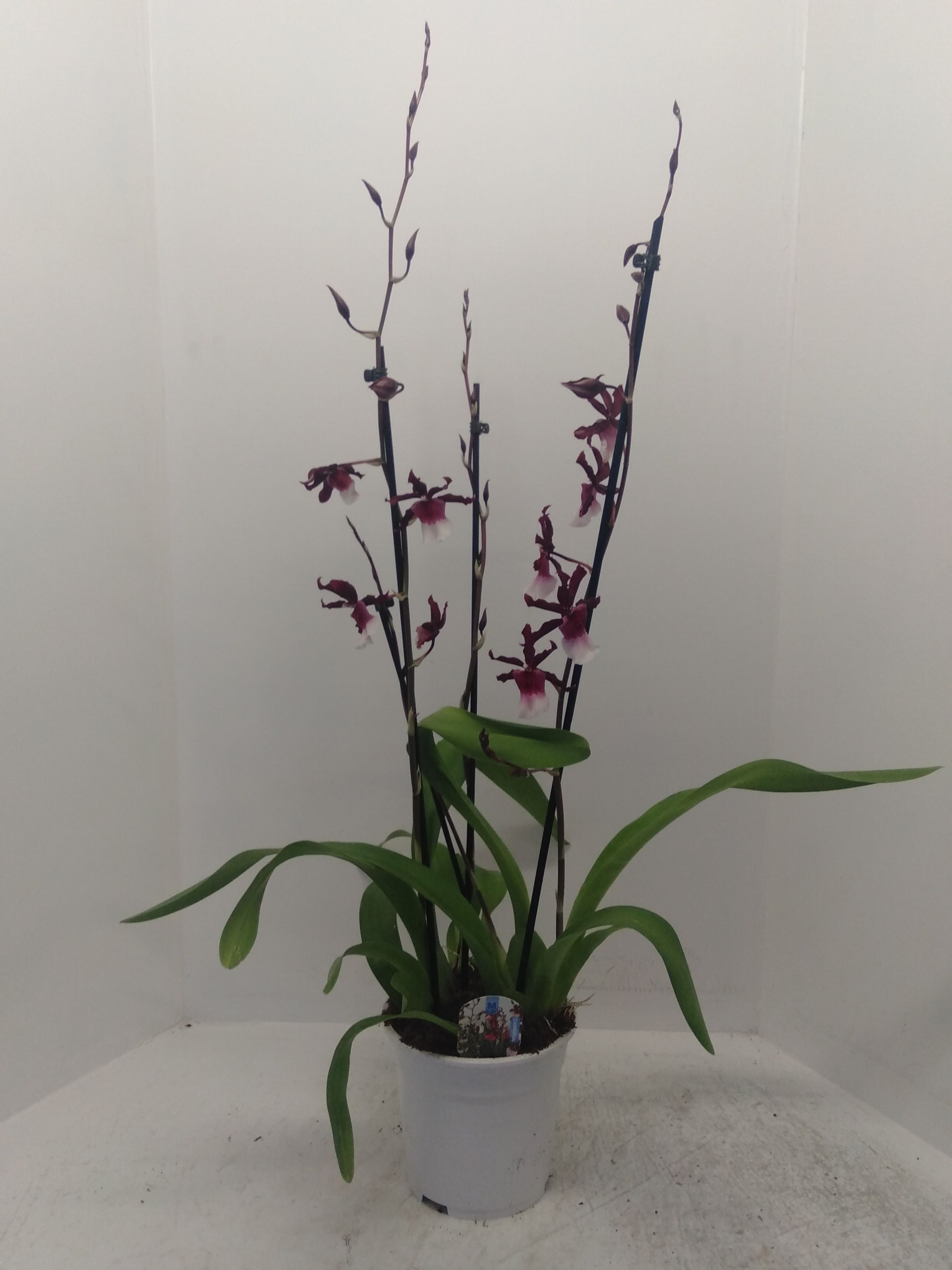 Renaissance Grandeur 1 tak, D 12