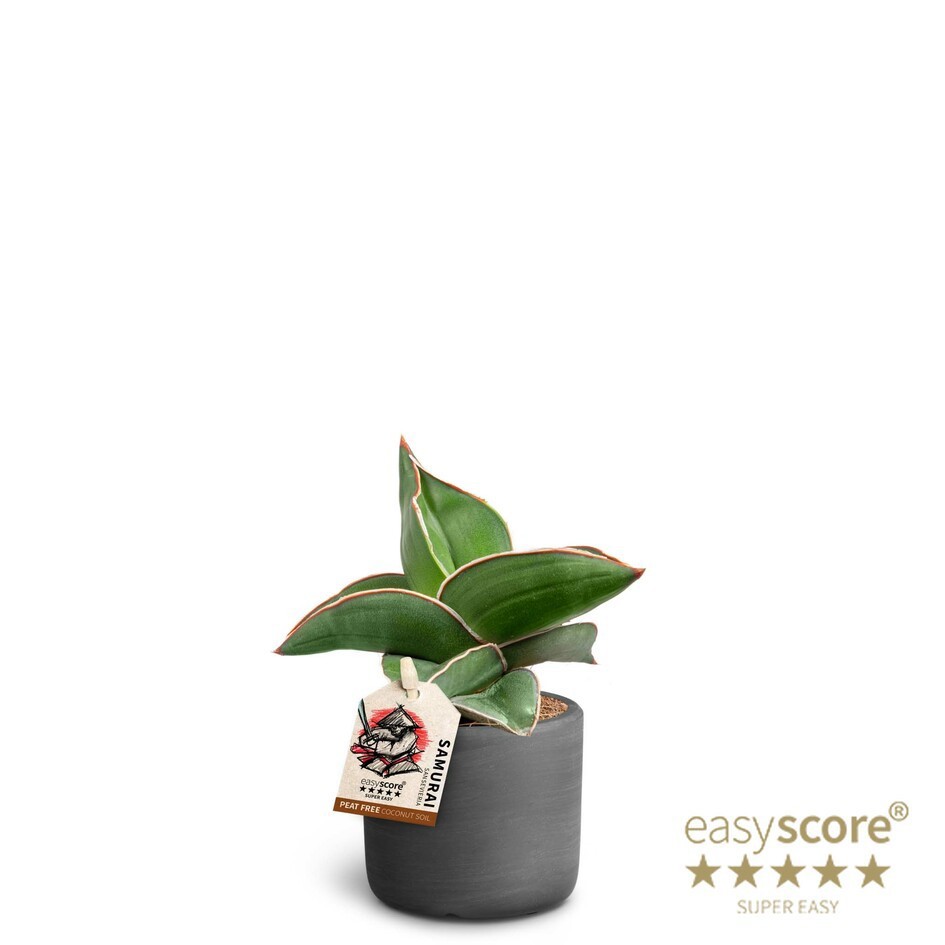 SANSEVIERIA EHRENBERGII 40635050 Raw Black 'SAMURAI DWARF', D 6