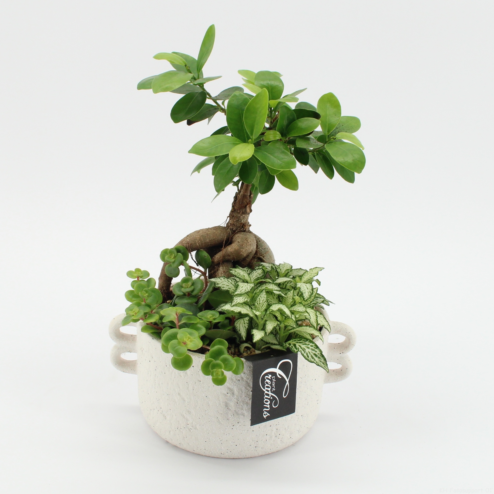 GRCR-2660 Green Essentials, D 20