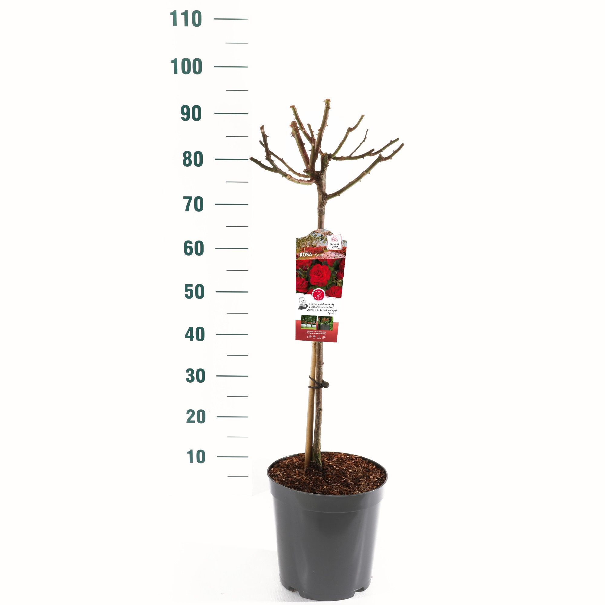Rosa 'Wettra' - 60 Stam - Basic Collection, D 24