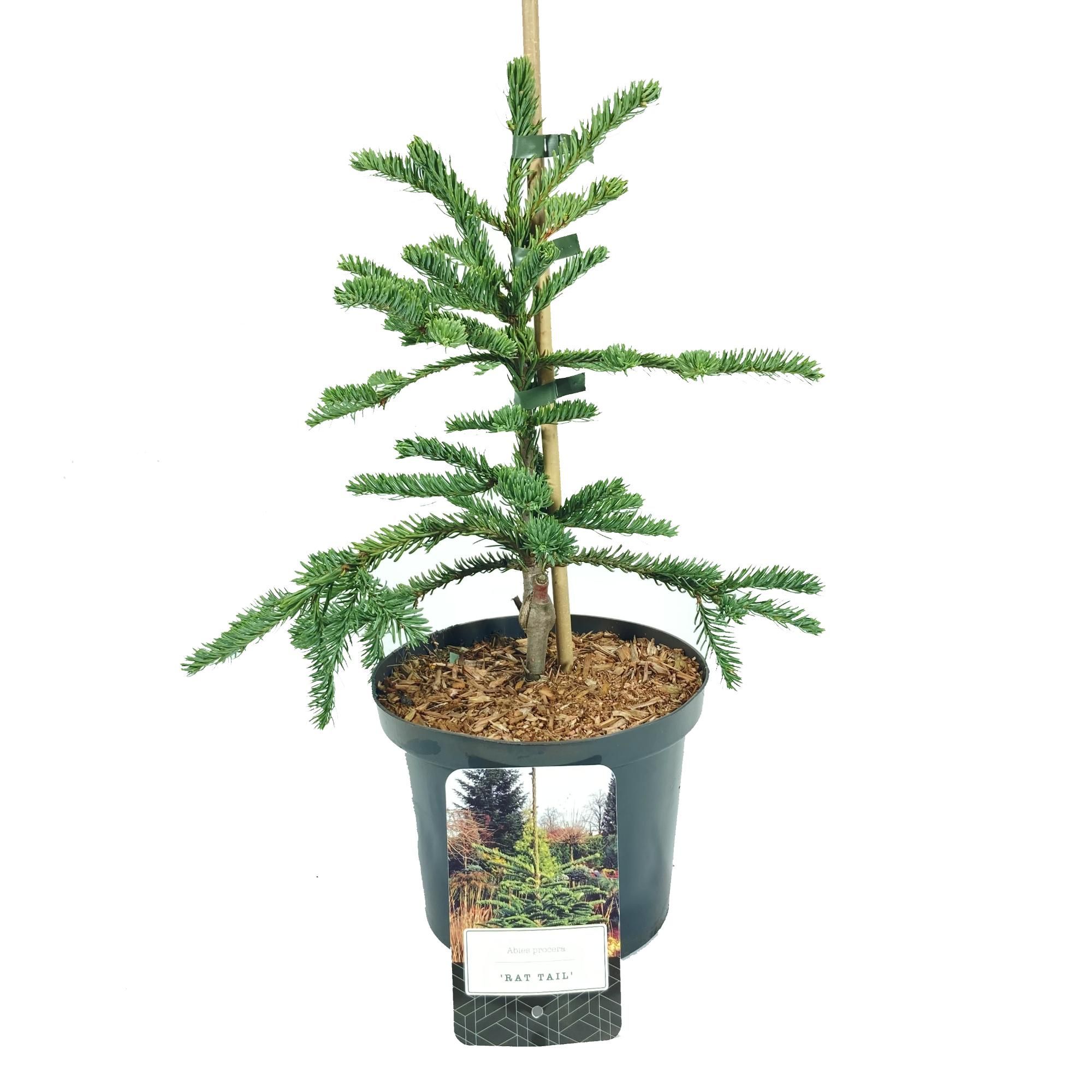 Abies procera 'Rattail', D 18 cm