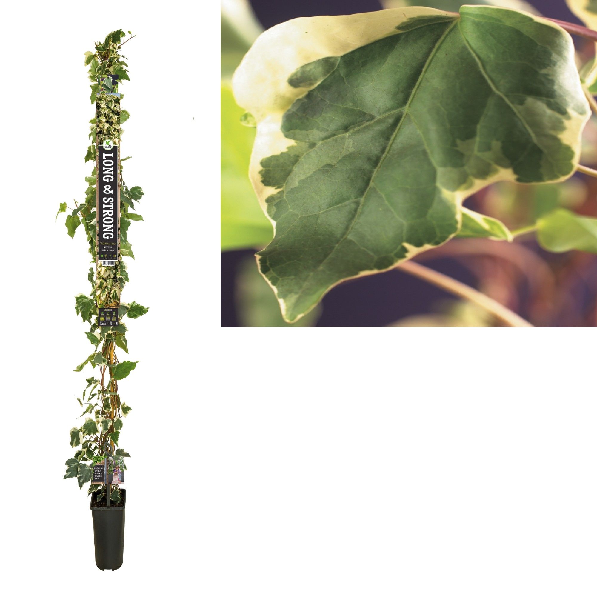 Hedera 'Gloire de Marengo' +Long & strong label, D 23