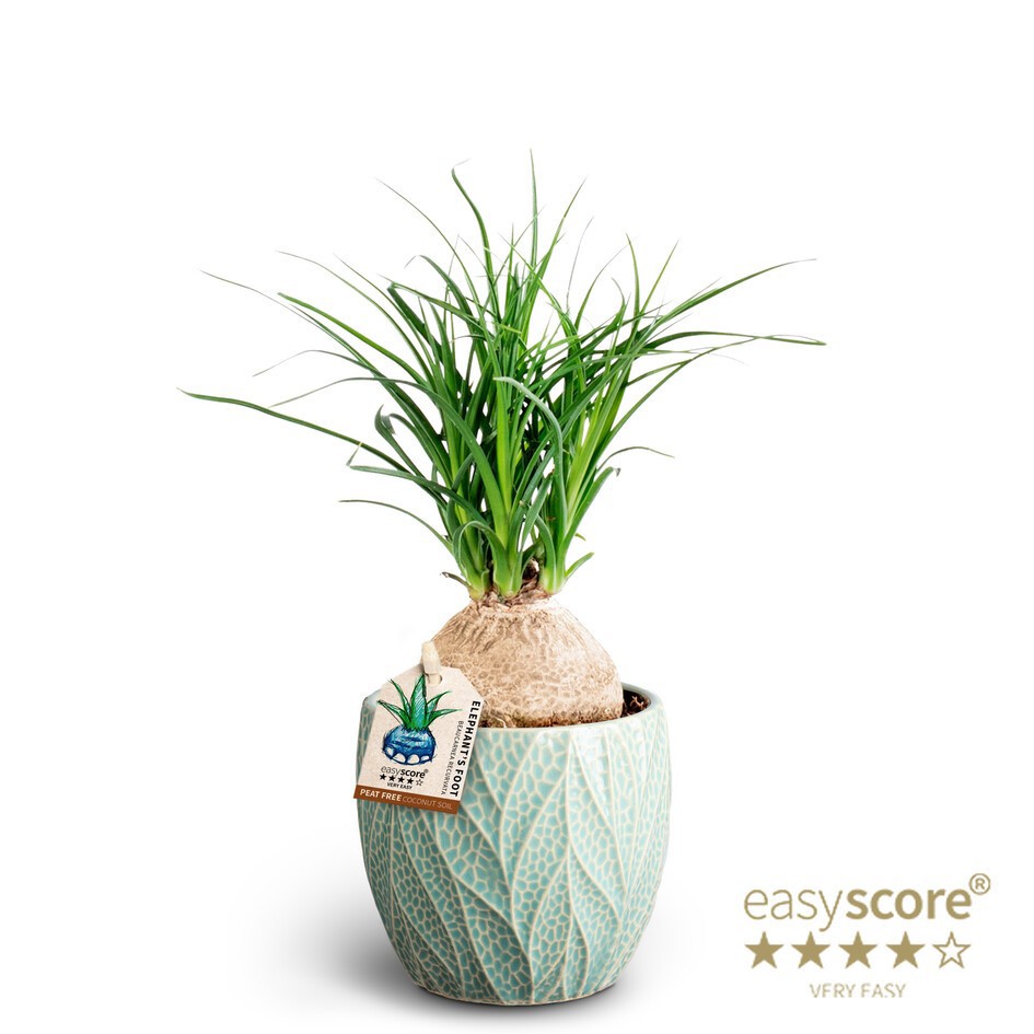 BEAUCARNEA RECURVATA 40903035 Leaf Ocean Beaucarnea, D 10