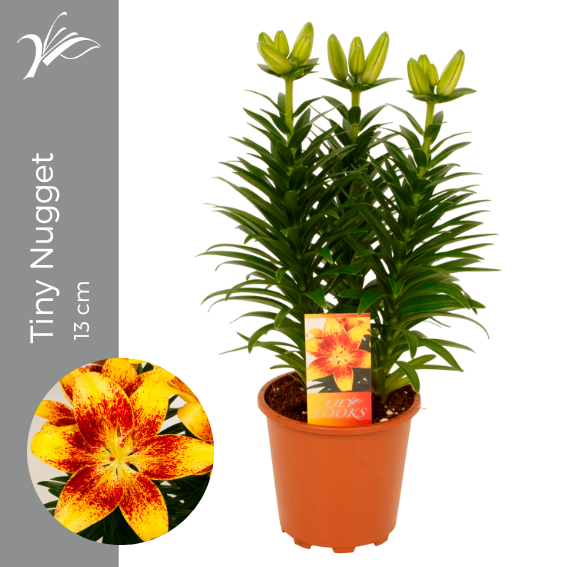 Lilium Tiny Nugget 13 cm (az. lelie), D 13