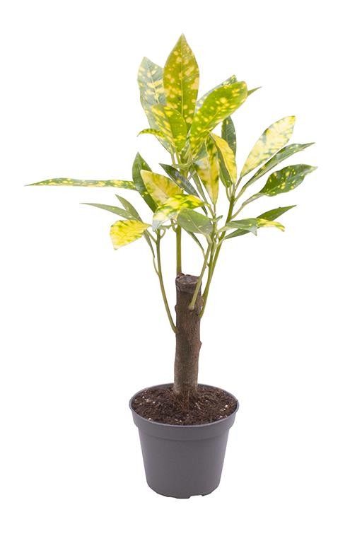 CODIAEUM VARIEGATUM 'AUCUBAEFOLIA' 5702, D 6