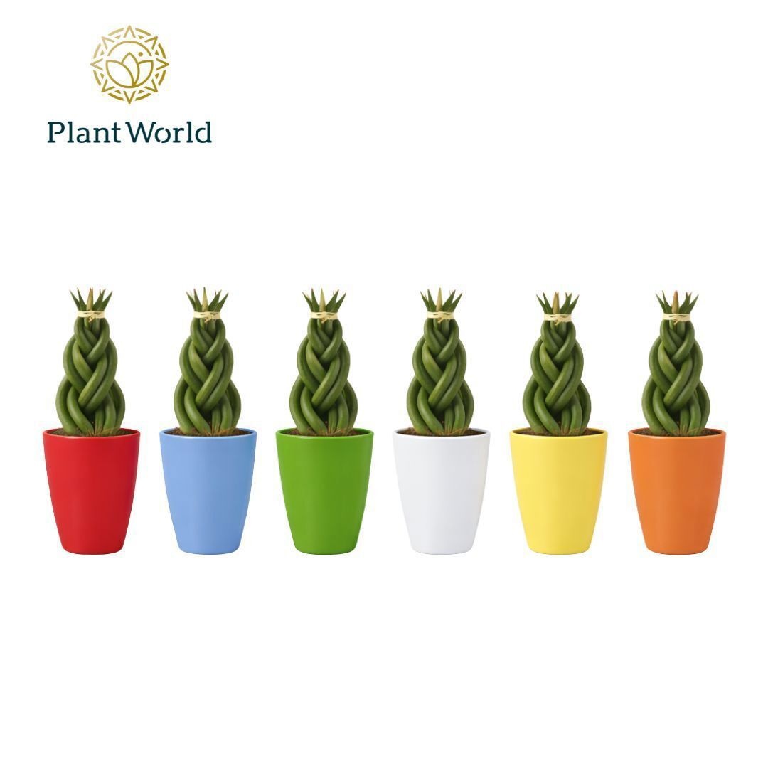 Sansevieria cylindrica 'Twist' in keramiek osaka, D 6