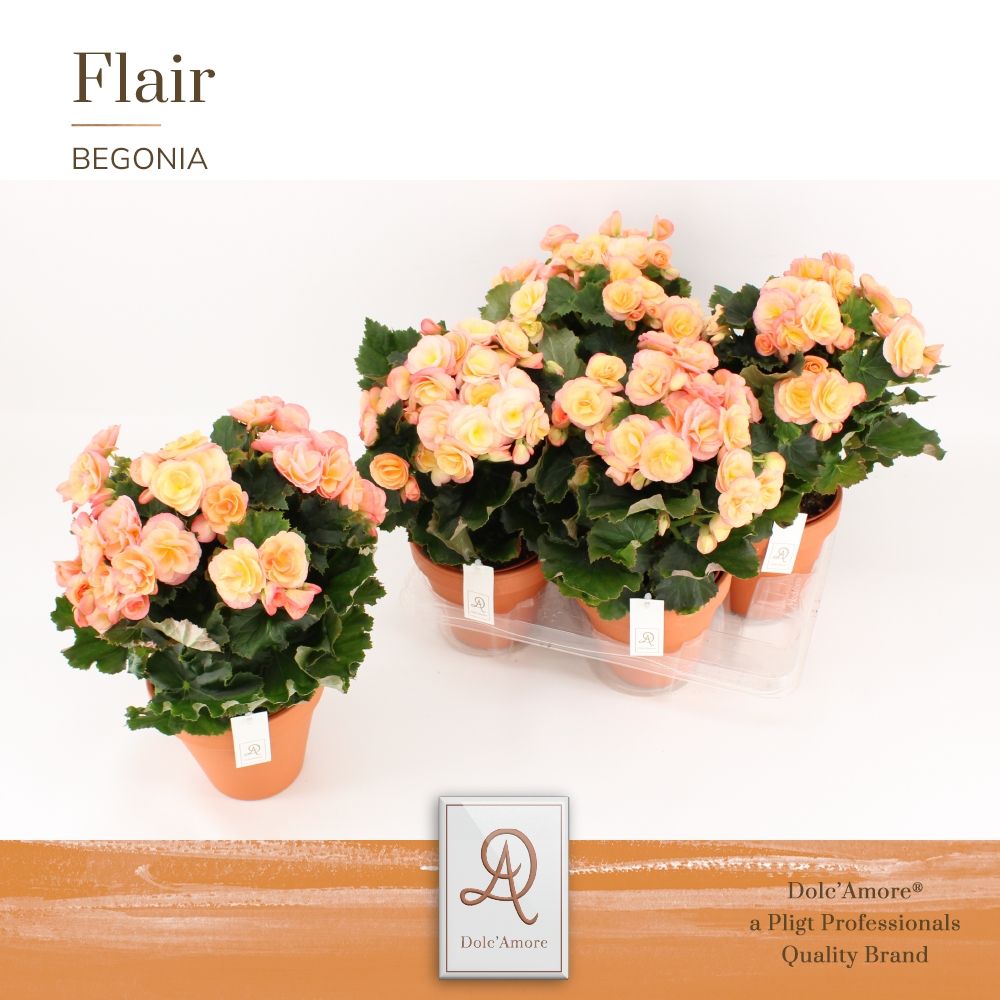 Begonia Hailey sunset P14 Dolc'Amore® Terracotta Keramiek, D 14