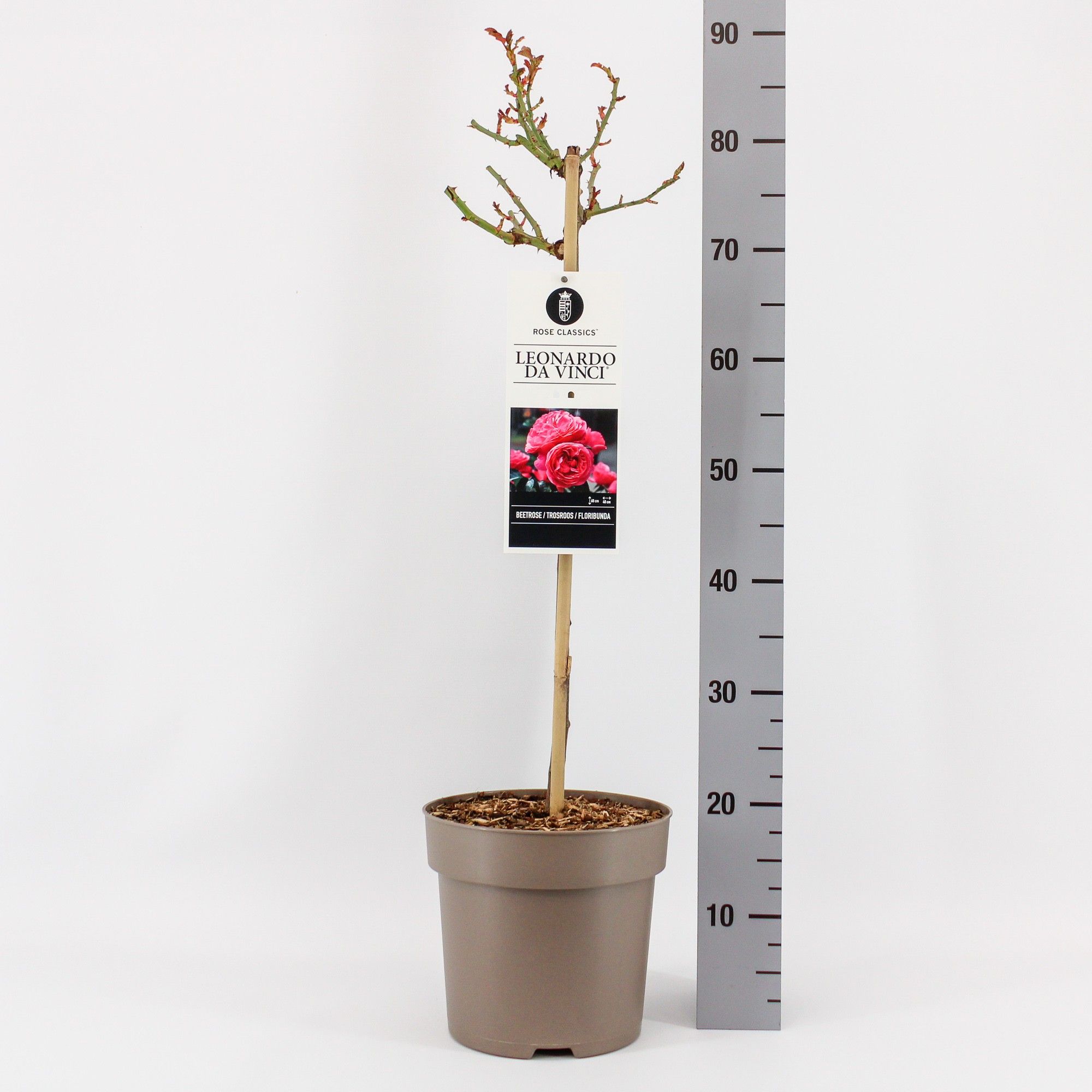 Rosa (F) Leonardo da Vinci ®, stam 50, C6, D 24