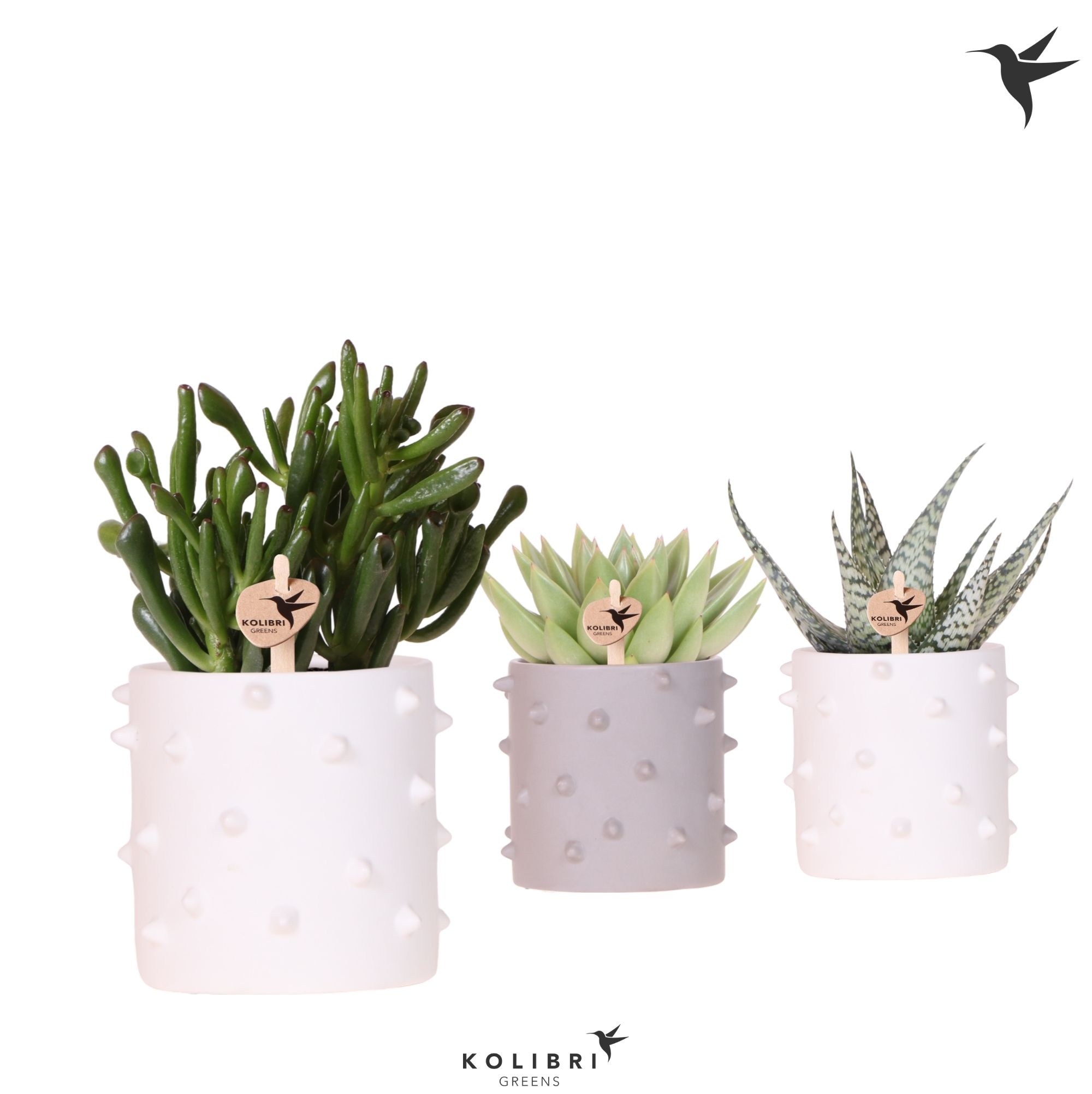 Kolibri Greens Succulenten mix in Spike pot mix, D 9