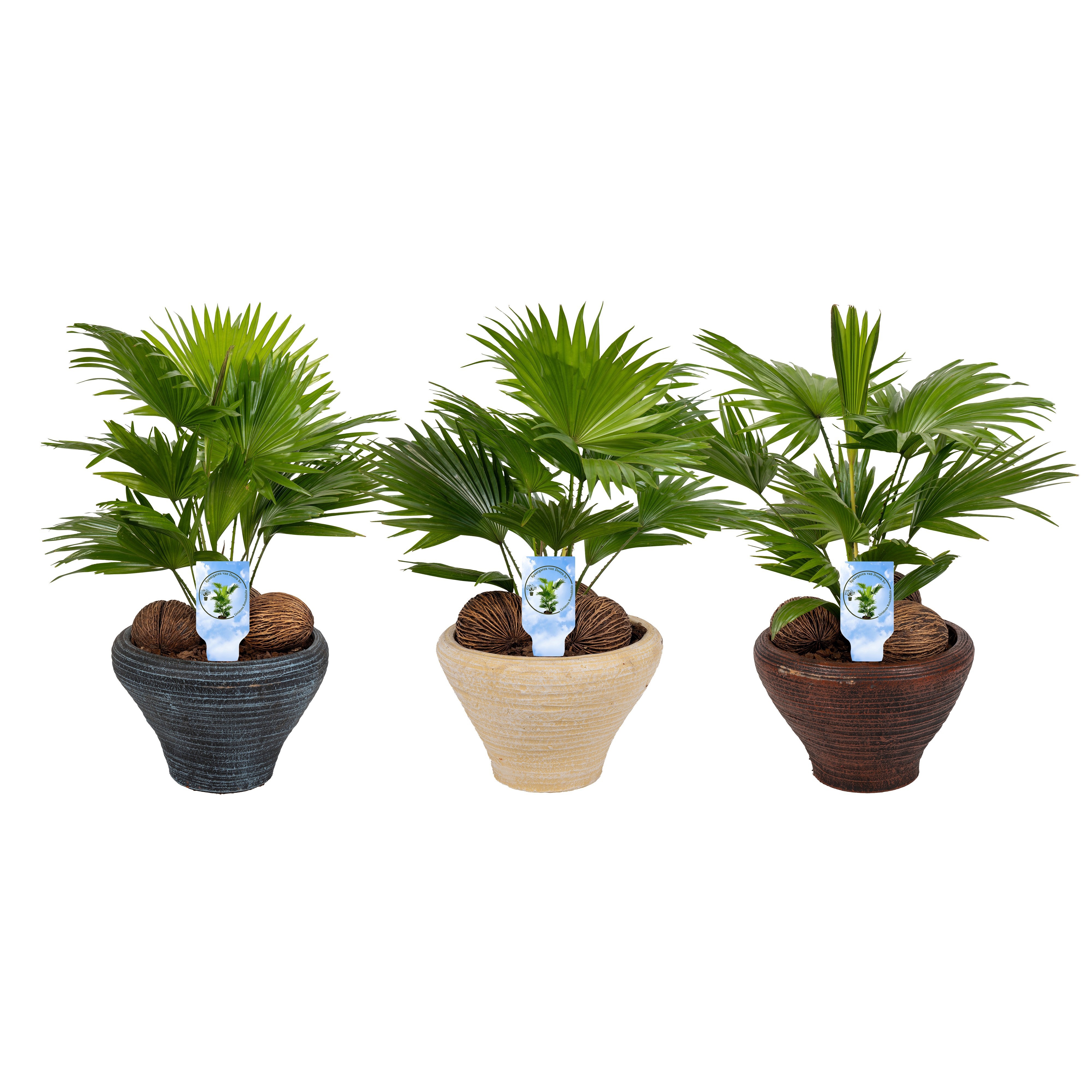 Livistona nr 6 hoedje mix schalen asp, D 26