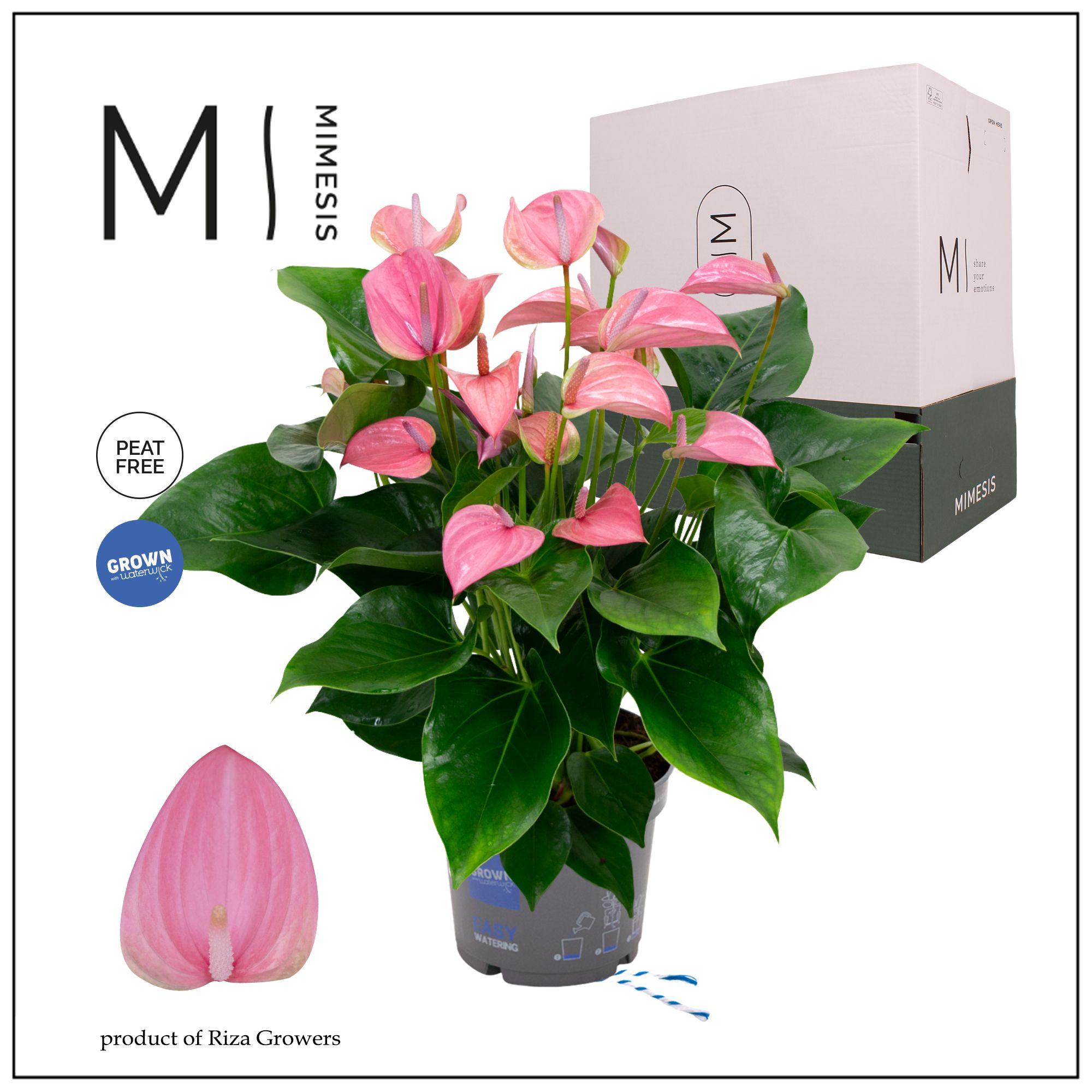 Mimesis Anthurium KARMA Joli - 17cm, D 17