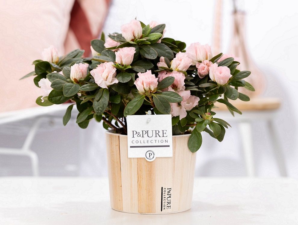 1st class Azalea pink in P&PURE Wood 5, D 12