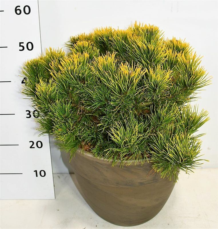 Pinus mugo 'Carsten', D 35