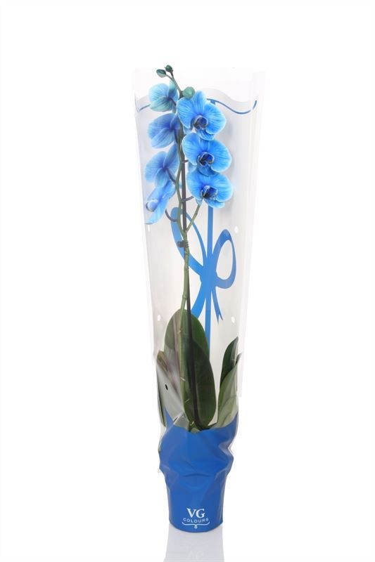 Phal I am Blue 1T09+ in blauwe sierhoes, D 12