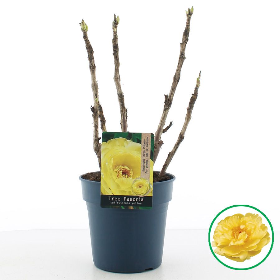 Paeonia suffruticosa Geel C3 (19cm.), D 19