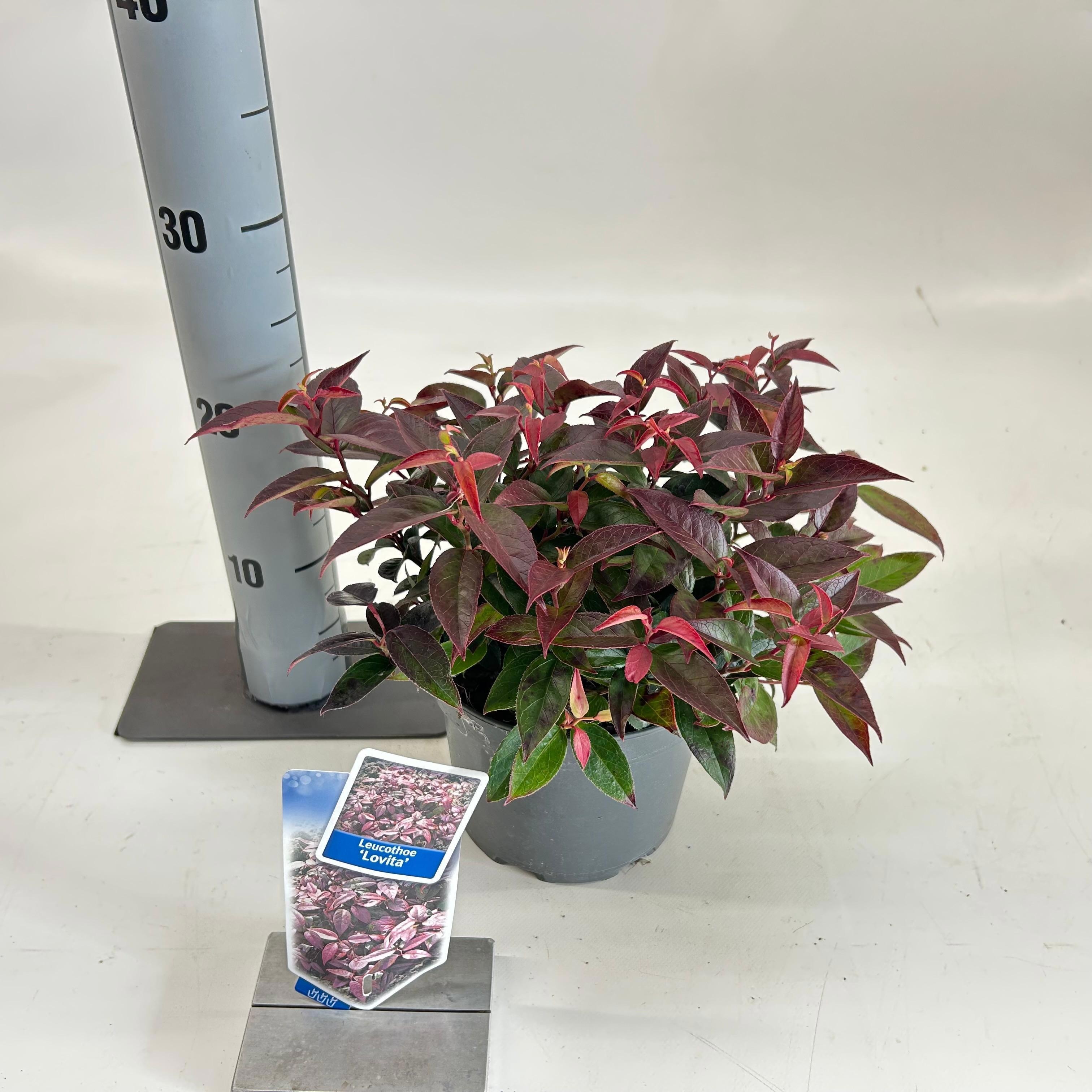 Leucothoë font. 'Lovita', D 17