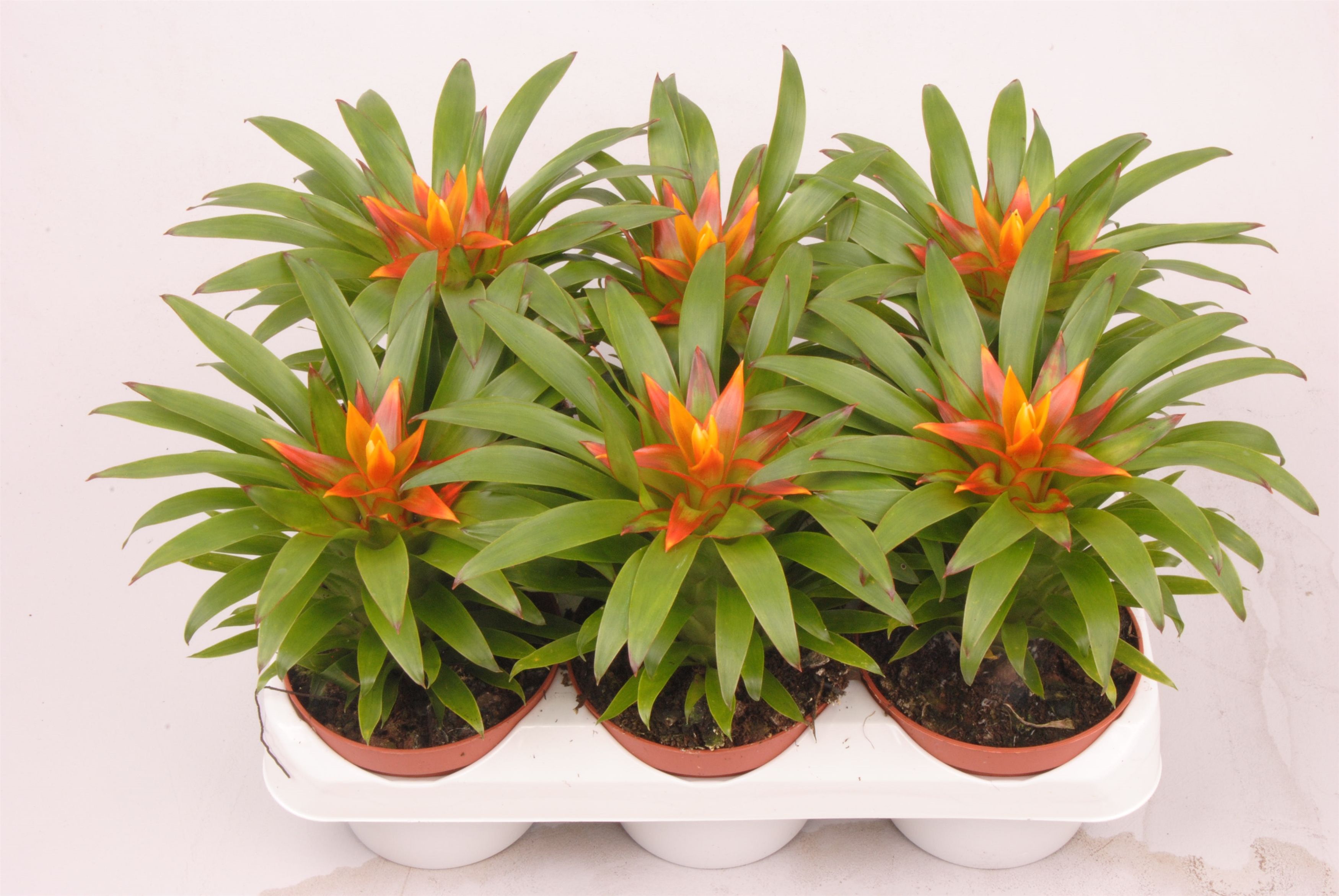 Guzmania Theresa, D 9