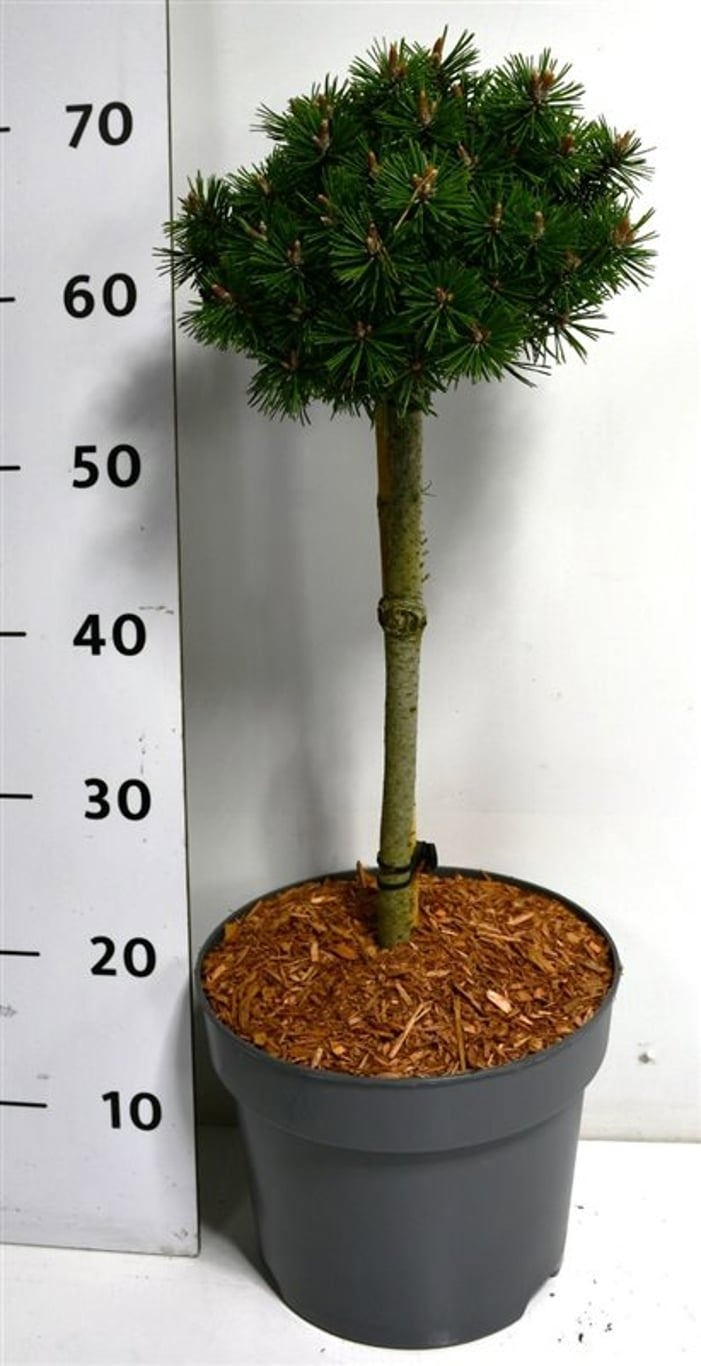 Pinus mugo 'Humpy', D 26