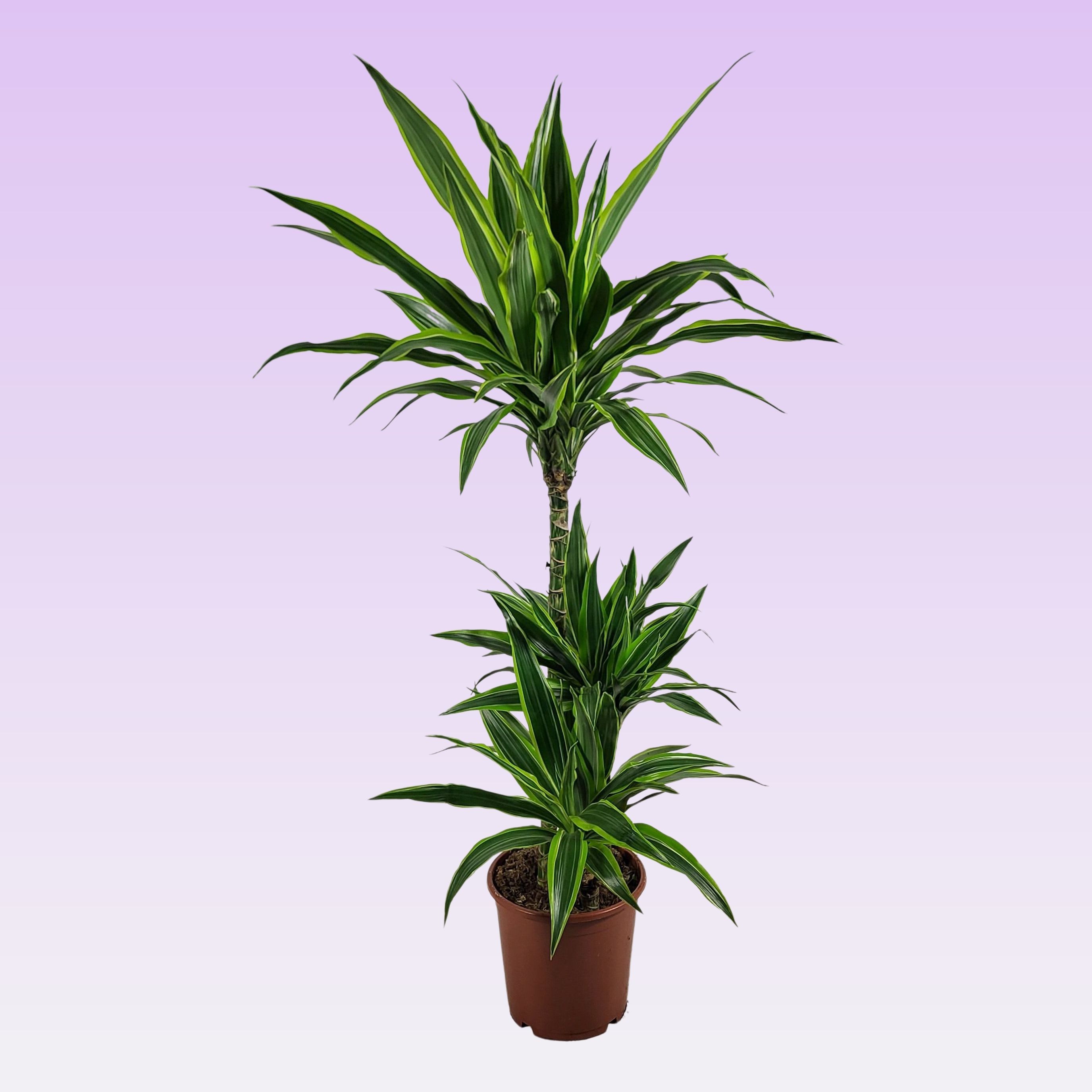 Dracaena lemon lime jumbo 60-30-15 115, D 21