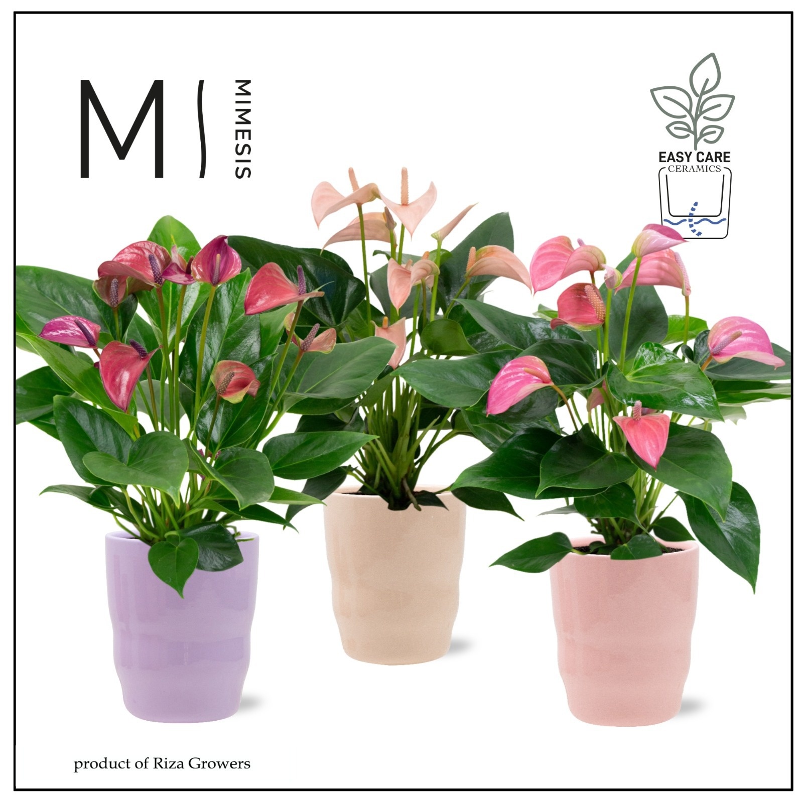 Mimesis Anthurium KARMA Joli mix 12cm - Athena, D 12