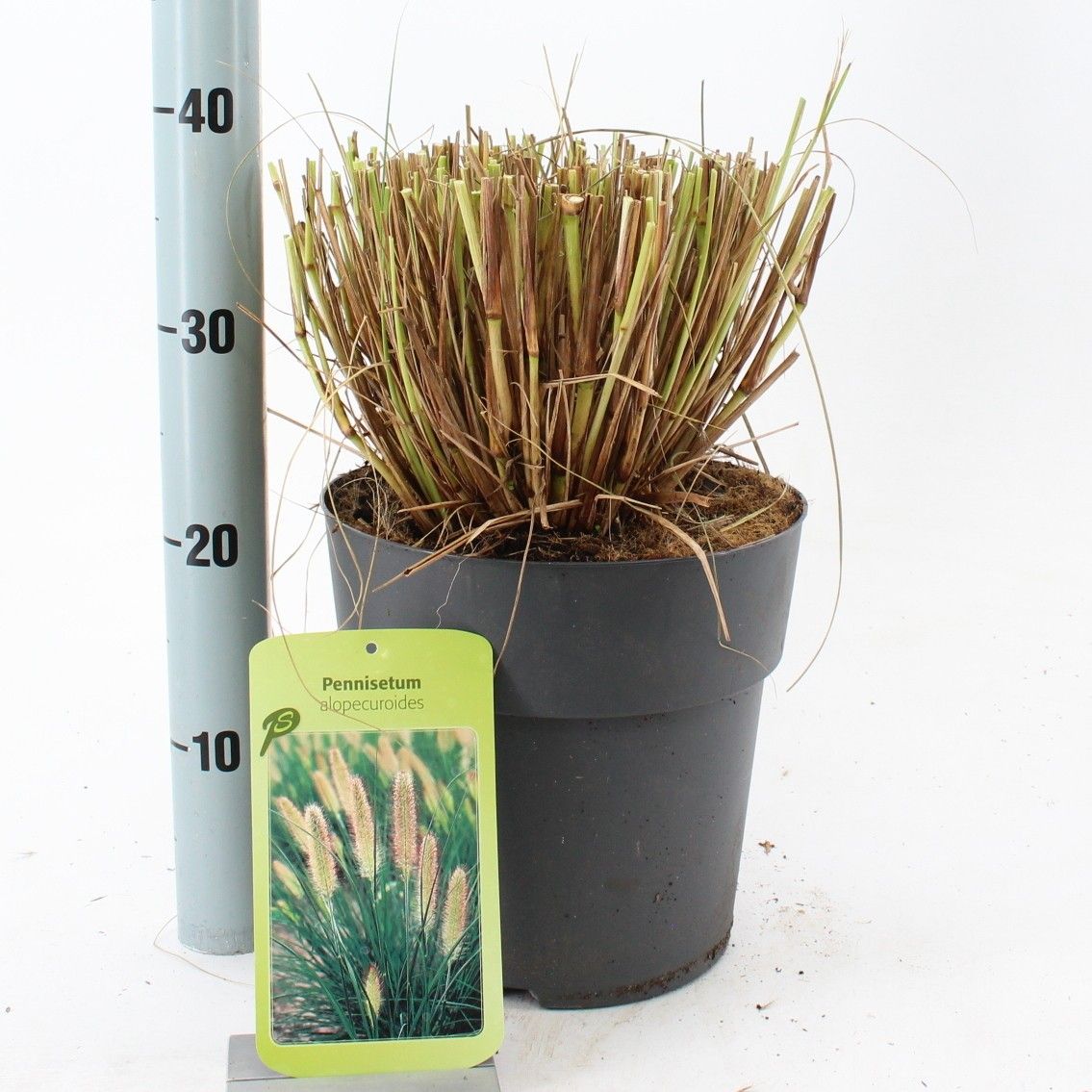 Pennisetum alopecuroides, D 23