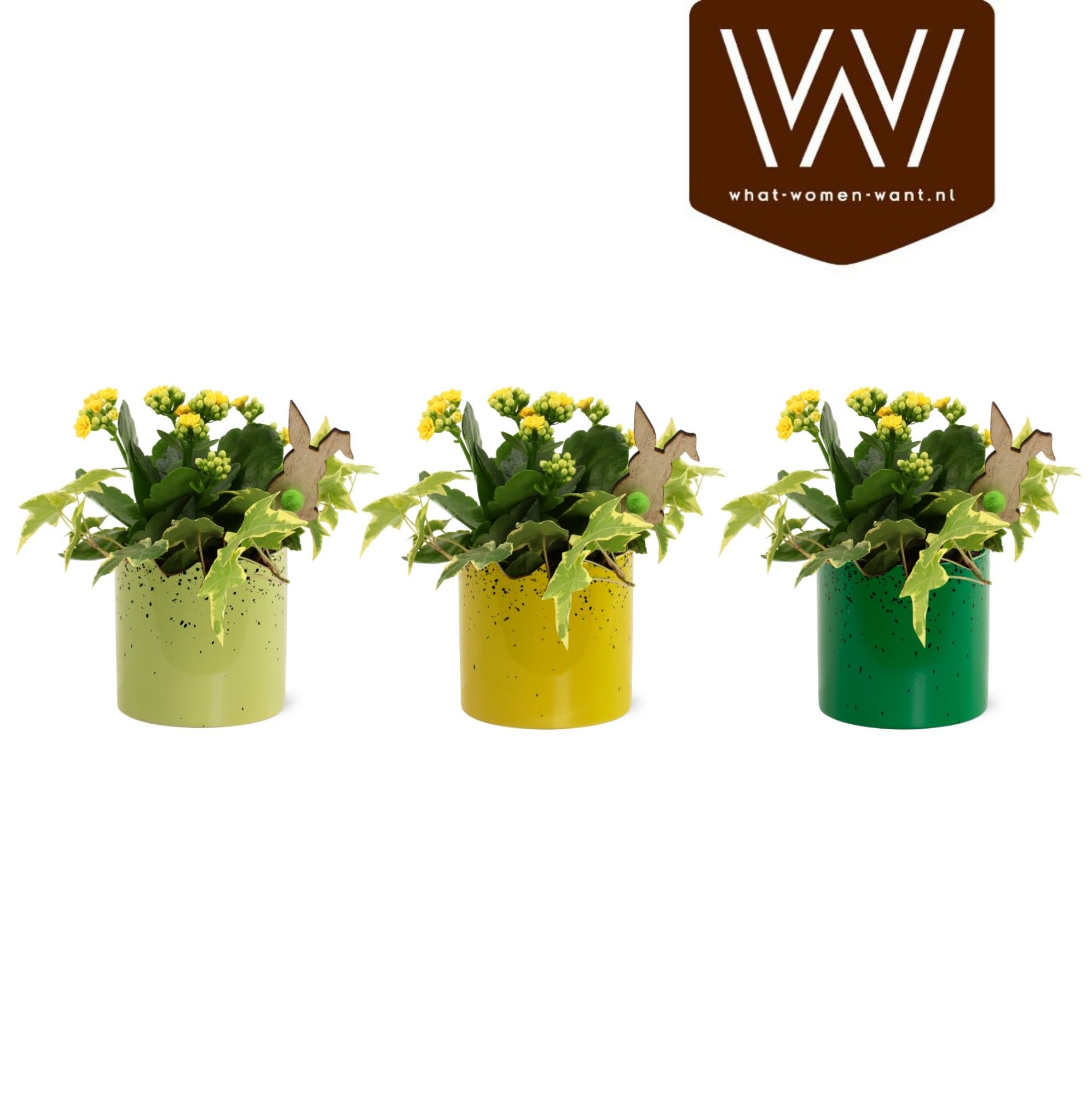 Paas Arrangement keramiek Cleo kalanchoe hedera, D 12