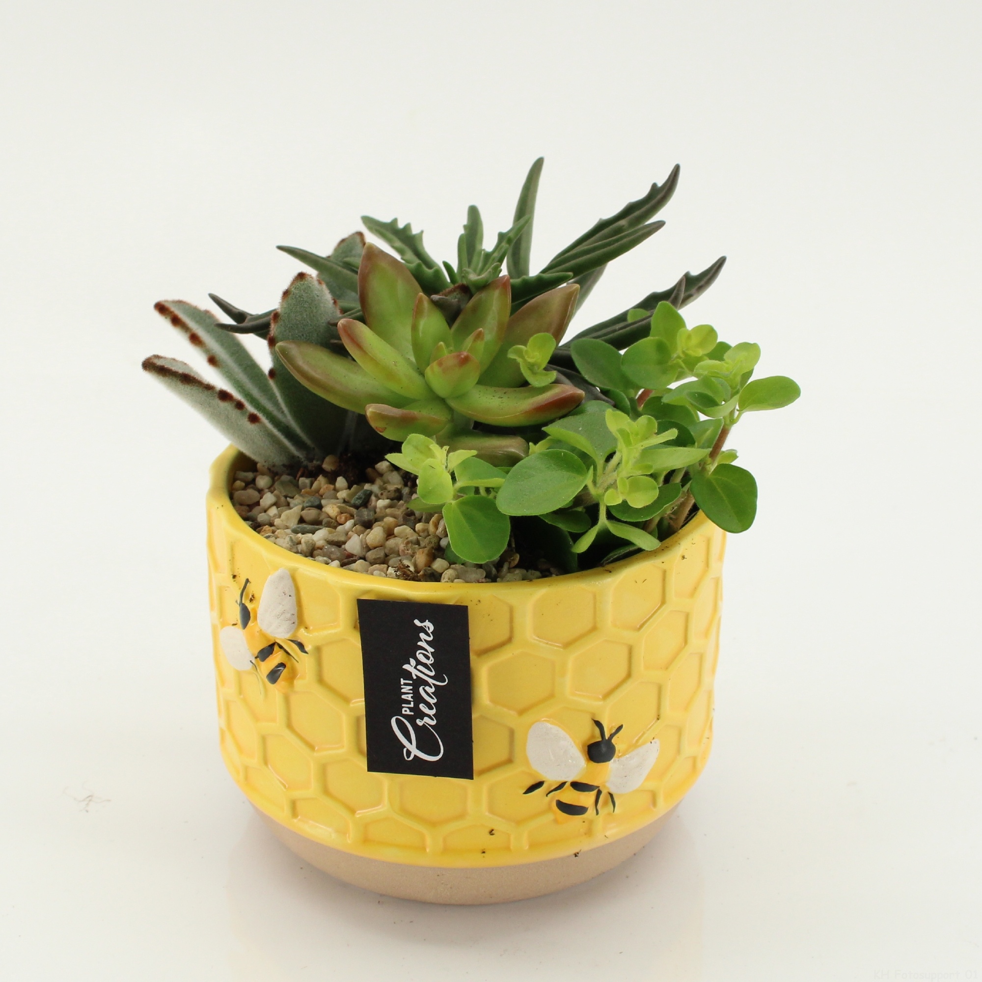 SUCR-2637 Succulent Essentials, D 12