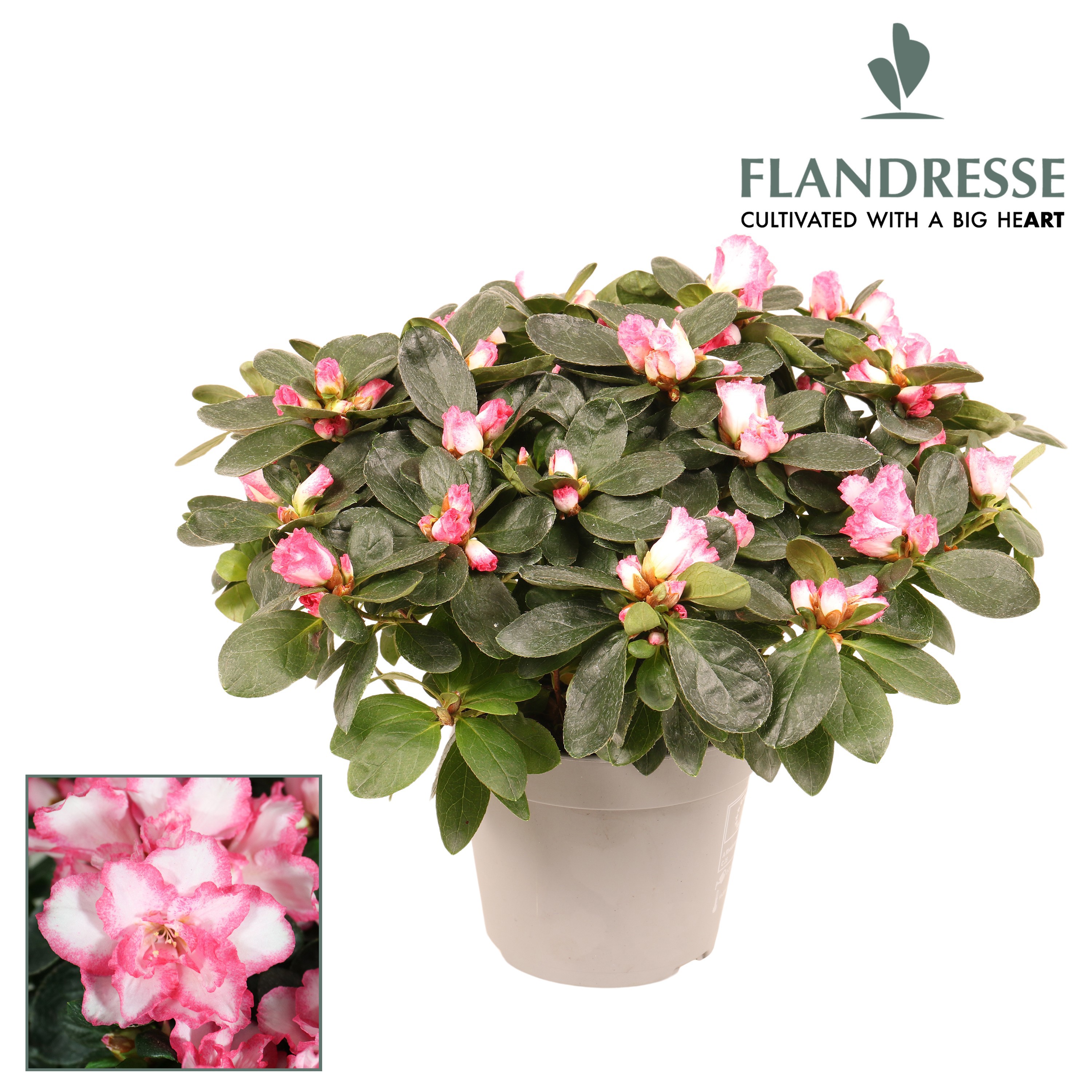 Azalea Flandresse® 'bont' 30 - 32 cm, D 14