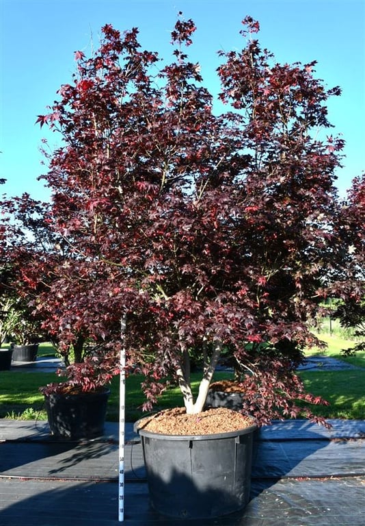 Acer pal. 'Bloodgood', D 110