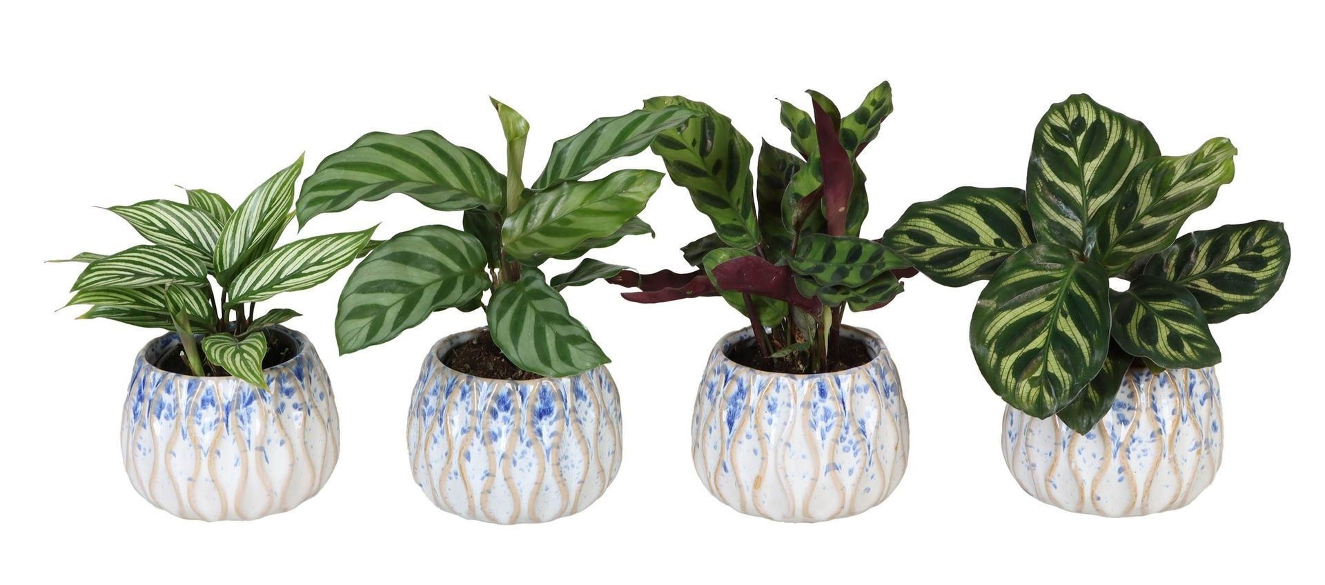 L 65806 with Calathea Mix, D 6