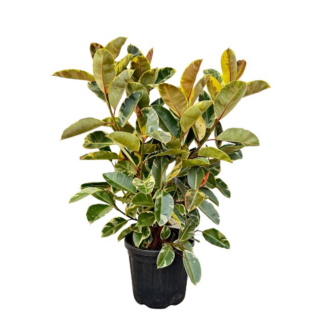 Ficus Elastica 'Tineke' struik - 130cm, D 35