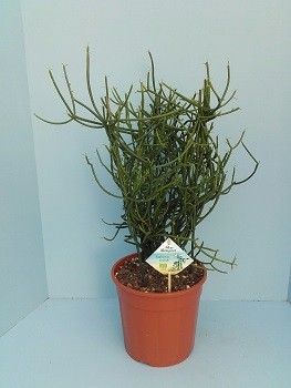 Bio Euphorbia tirucalli 35-TIRU19, D 19