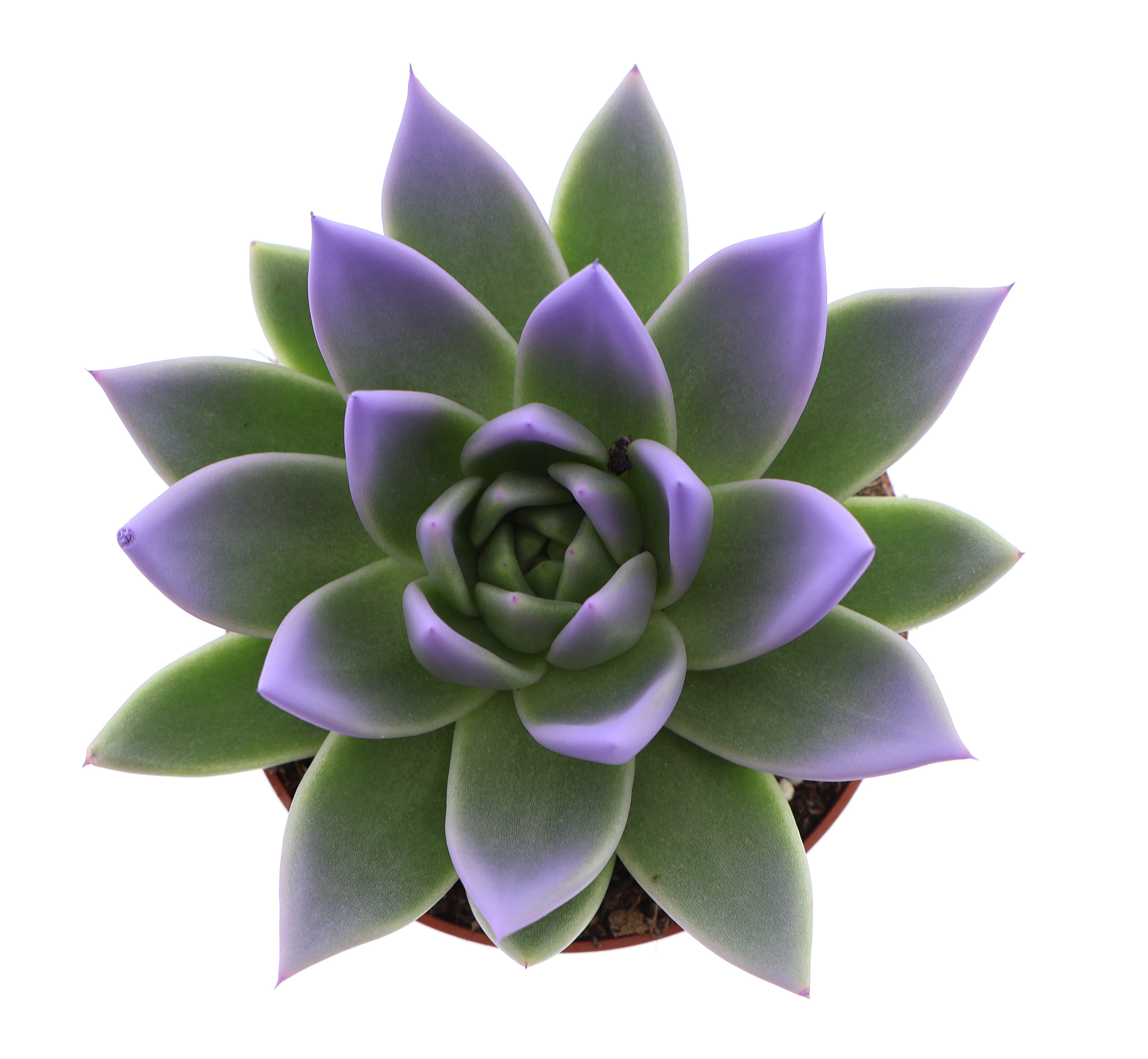 Miranda tips dark milka, D 10,5