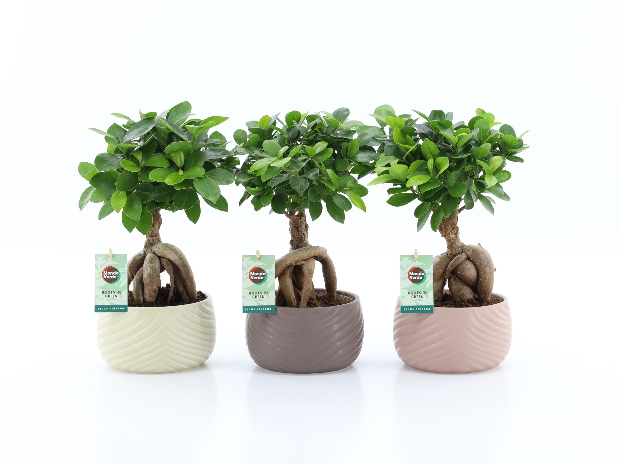 Ficus micr. Ginseng in Monza keramiek, D 16