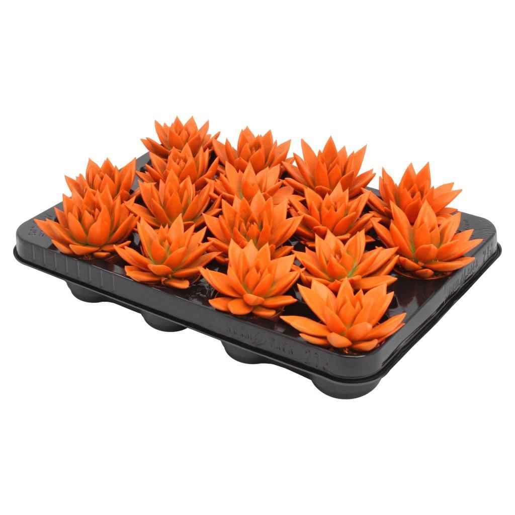 Miranda coloured orange, D 6