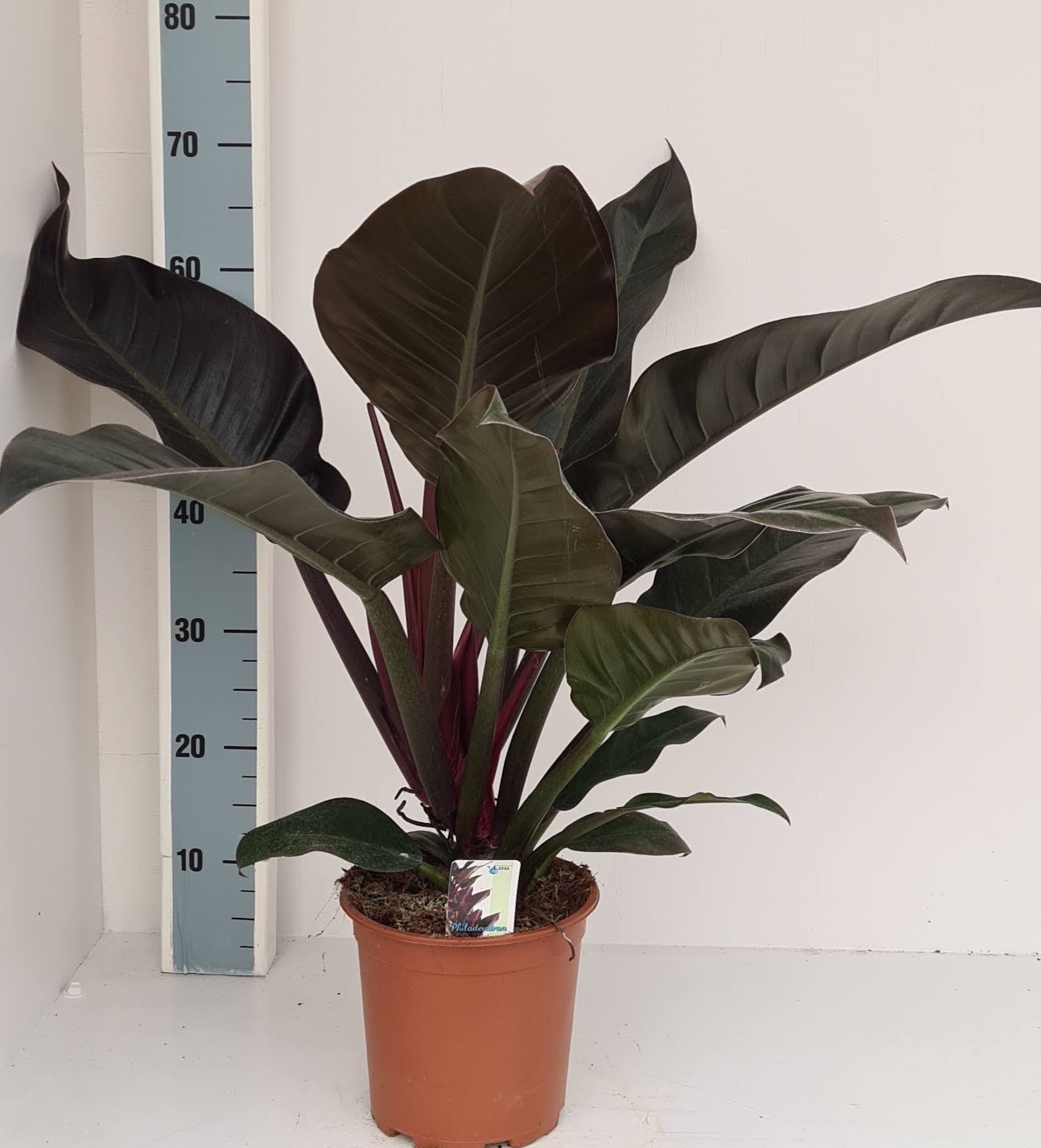 Philodendron Im.Red, D 19