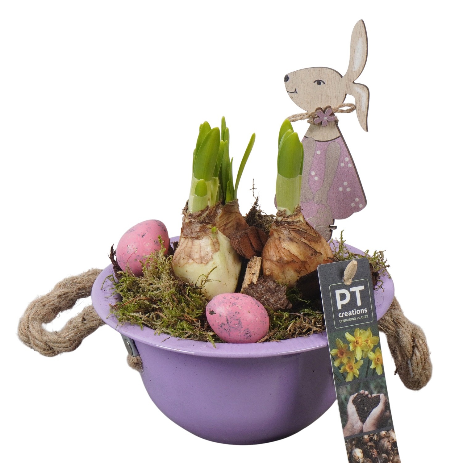 PTNP4417 Arrangement Narcissus Easter in zink schaal, D 16