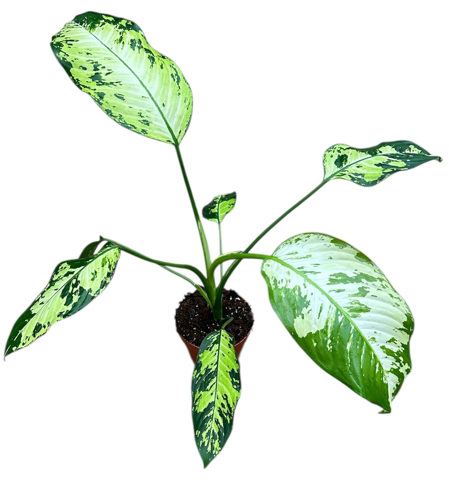 dieffenbachia yellow star, D 17