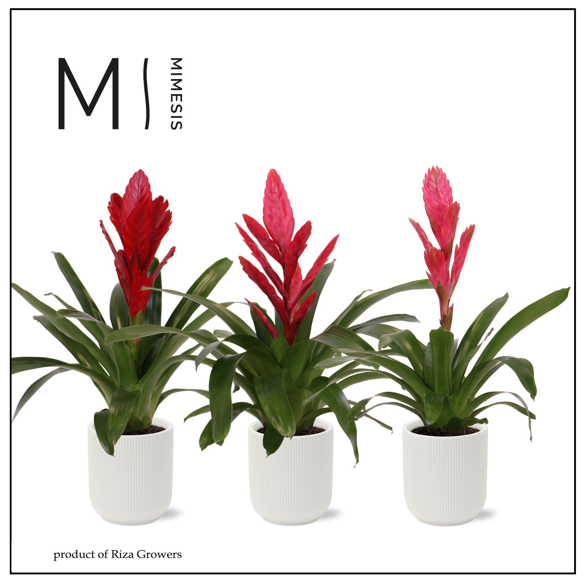 Vriesea Love - 12cm in Atlanta White | Mimesis, D 12