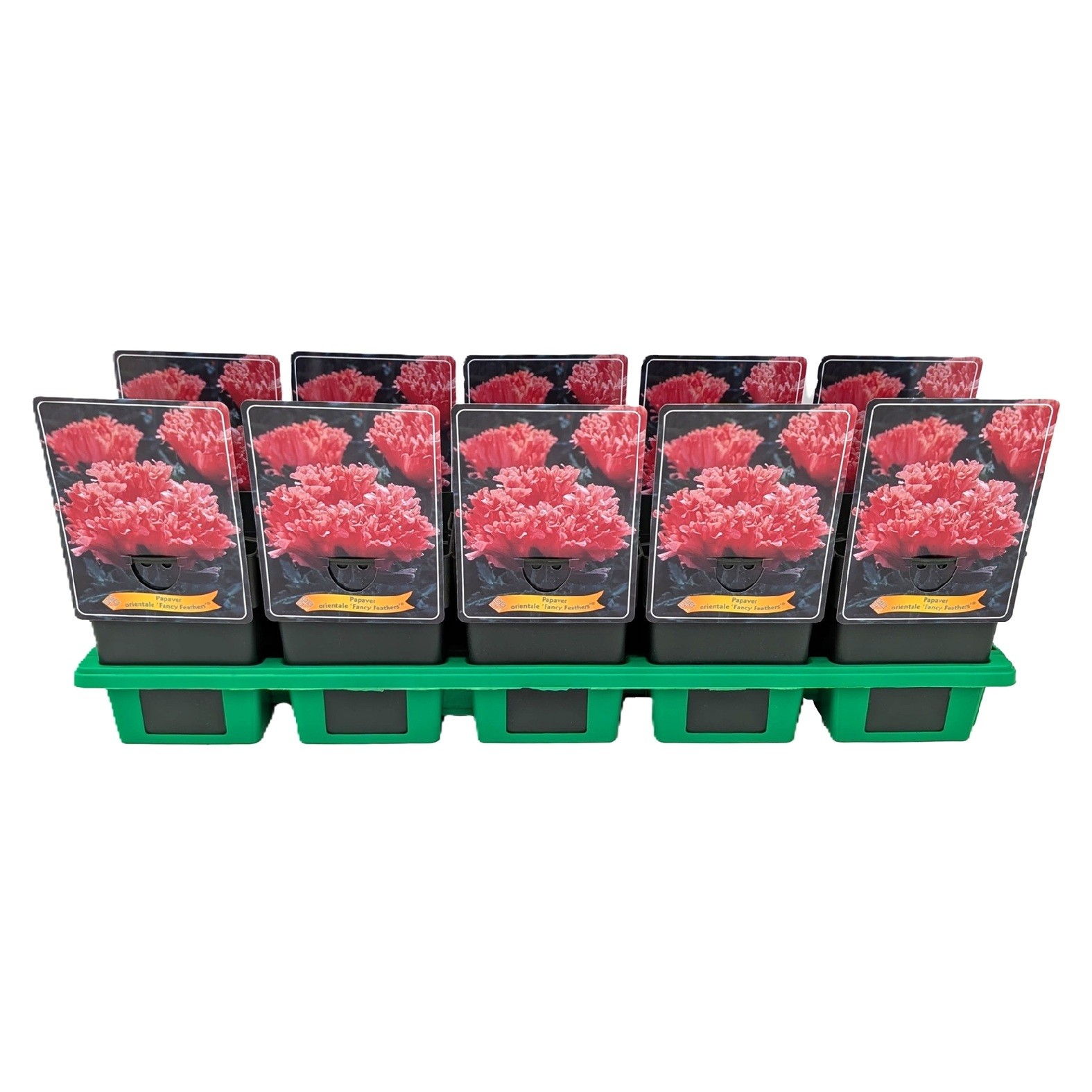 Papaver orientale 'Fancy Feathers'® P11, D 11