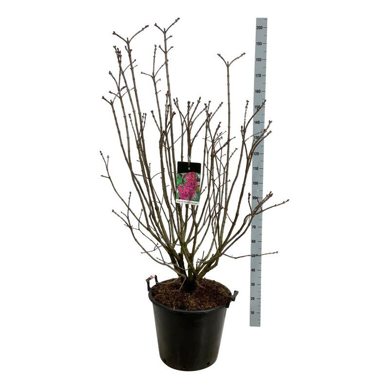 Syringa v. 'And. an Ludwig Späth', D 50