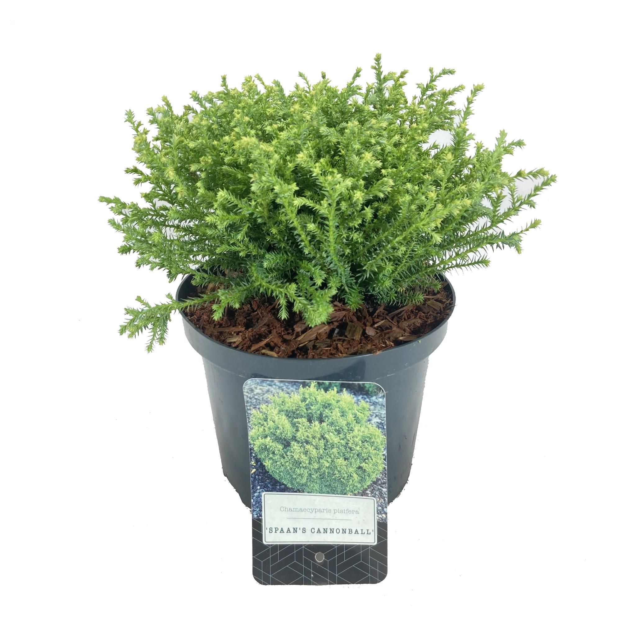 Chamaecyparis pisifera 'Spaan's Cannonball', D 18
