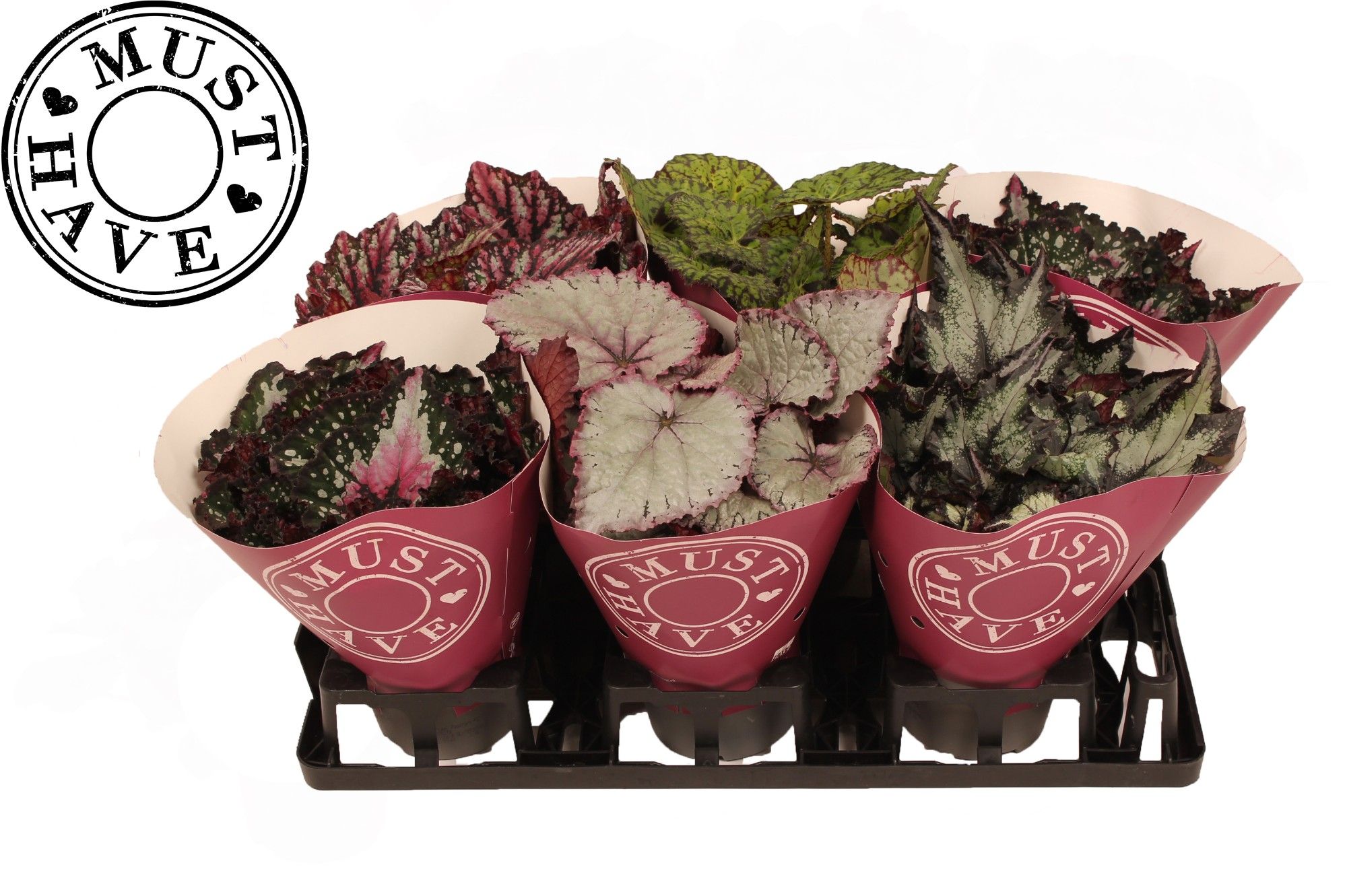 Bladbegonia Mix Rex in Floratino Fust, D 13