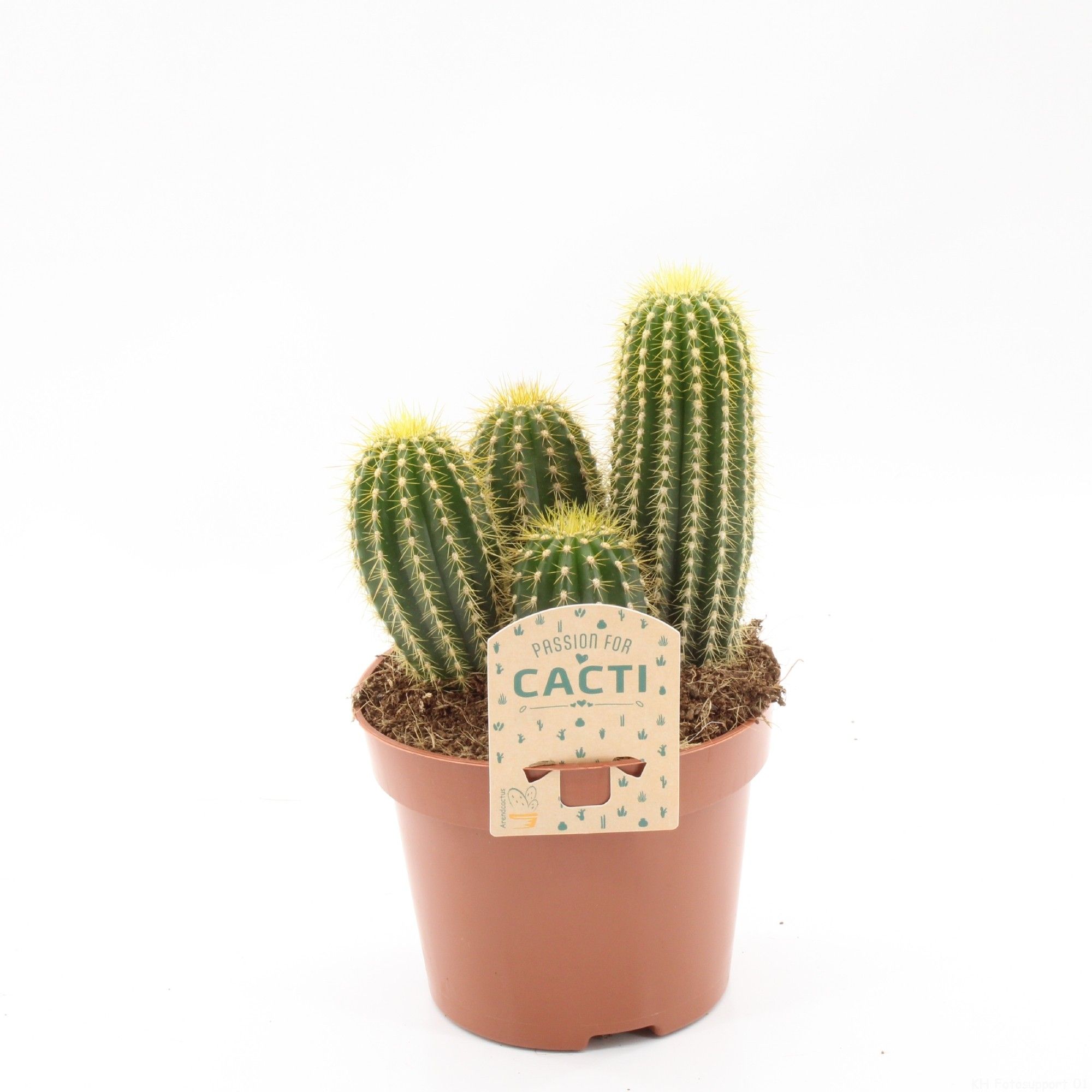 Neobuxbaumia polylopha, D 12