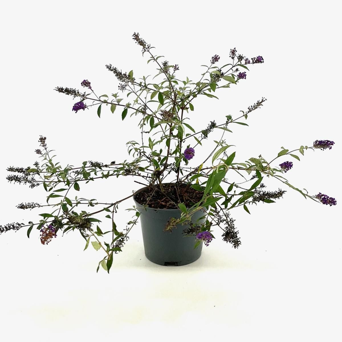 Buddleja Free Petite Dark Pink, D 19