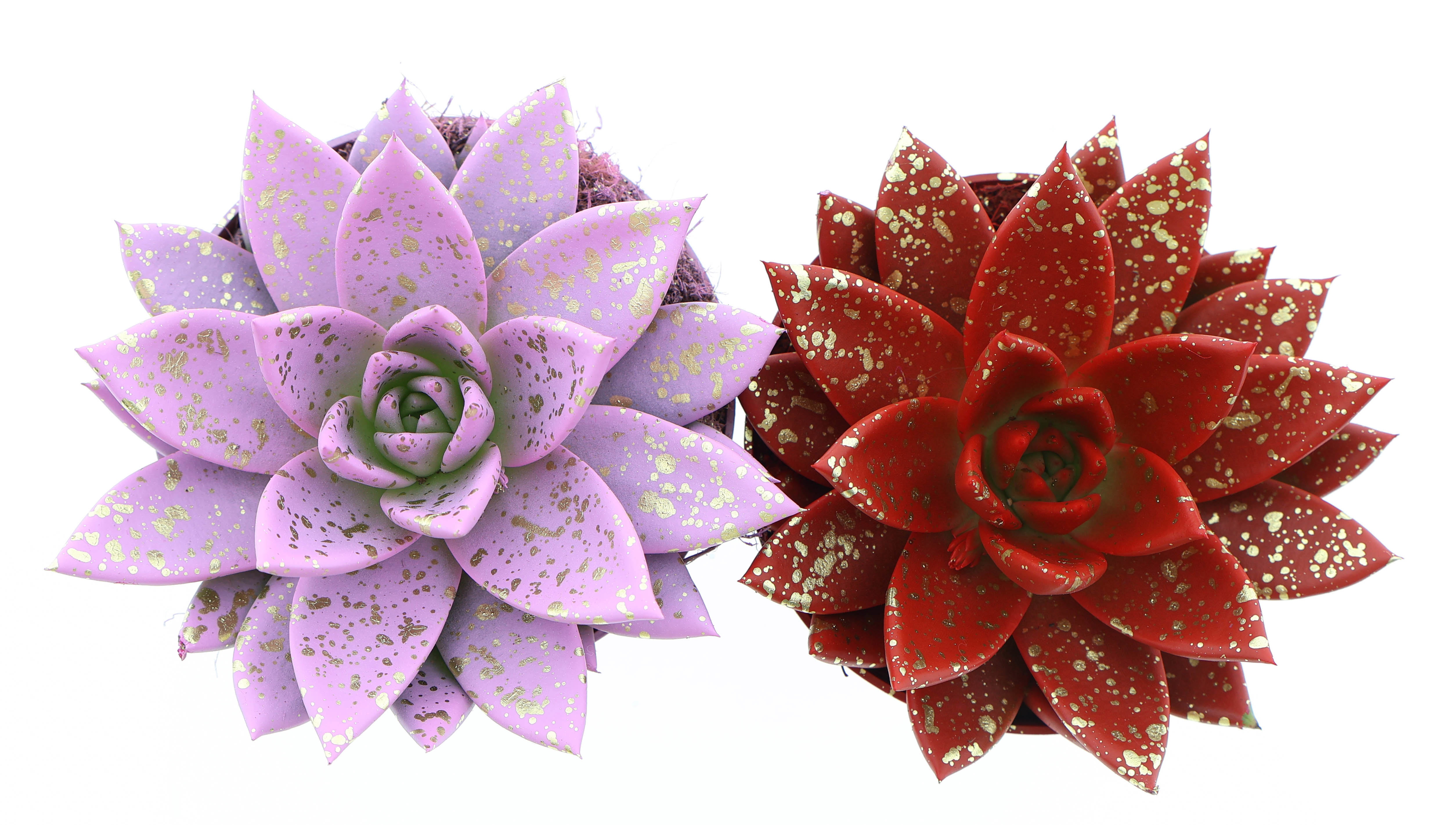 Miranda sprinkle love mix, D 10,5