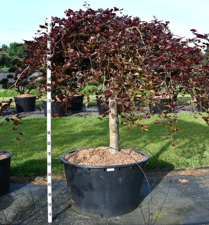 Fagus syl. 'Purpurea Pendula', D 100